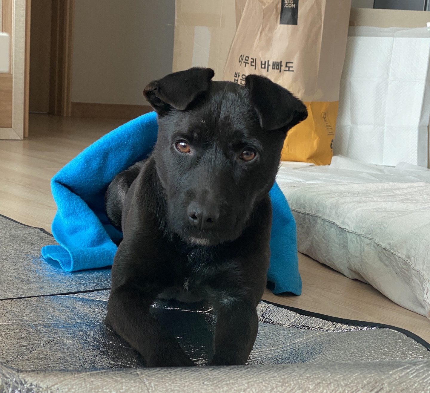 (구구.깜시), (구,온기) 현. 제로 일주일 입양후기