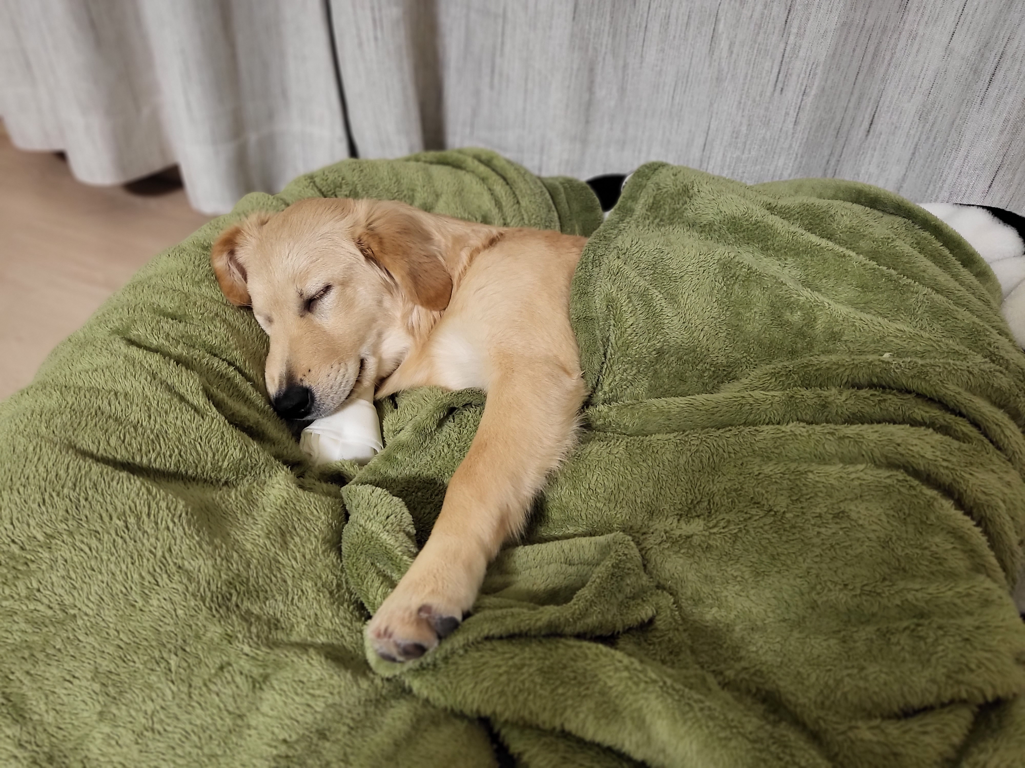 당근이 (삼온이) 일주일후기 