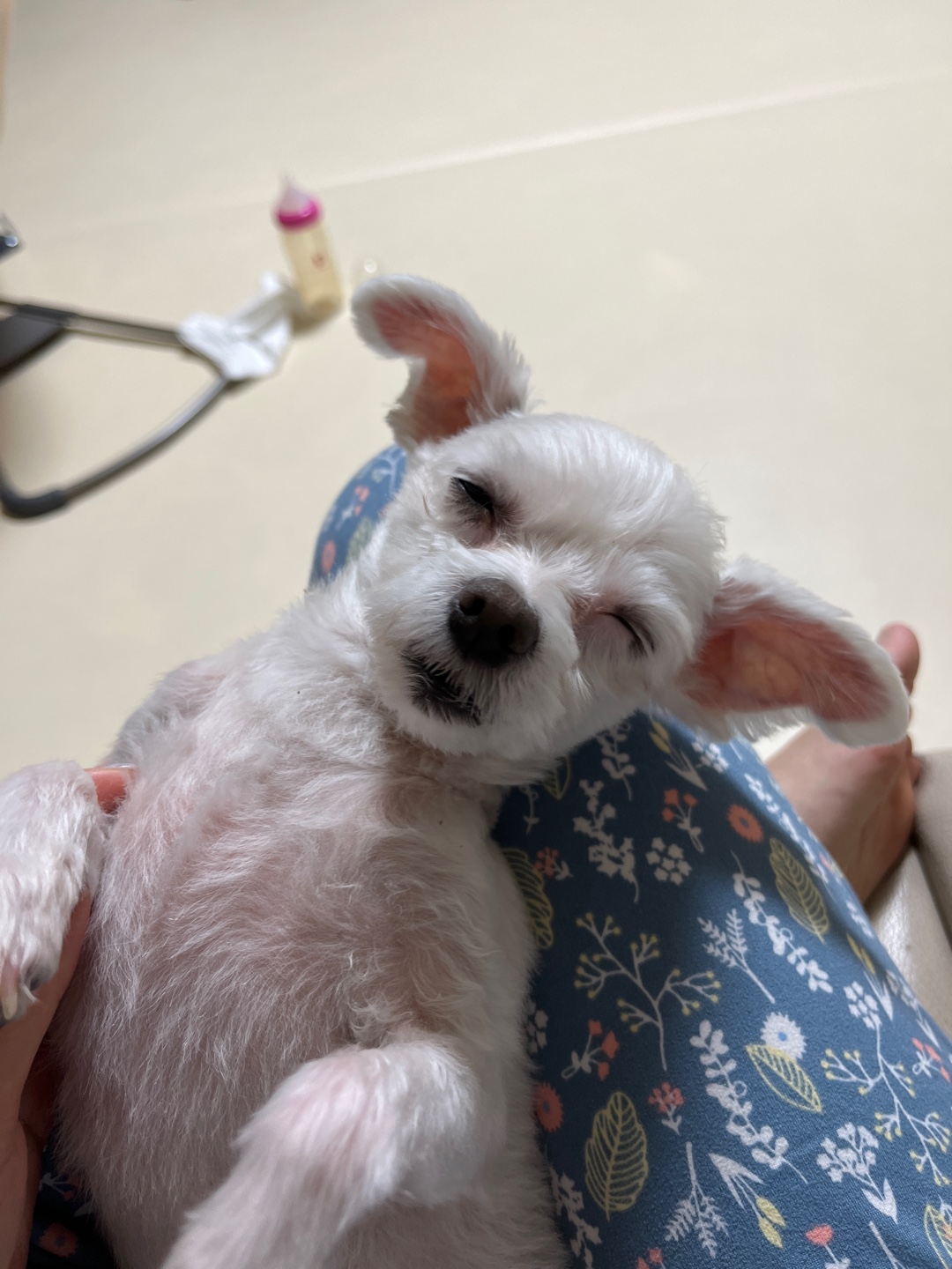 별이(오포)는 저희 가족이 되었습니다