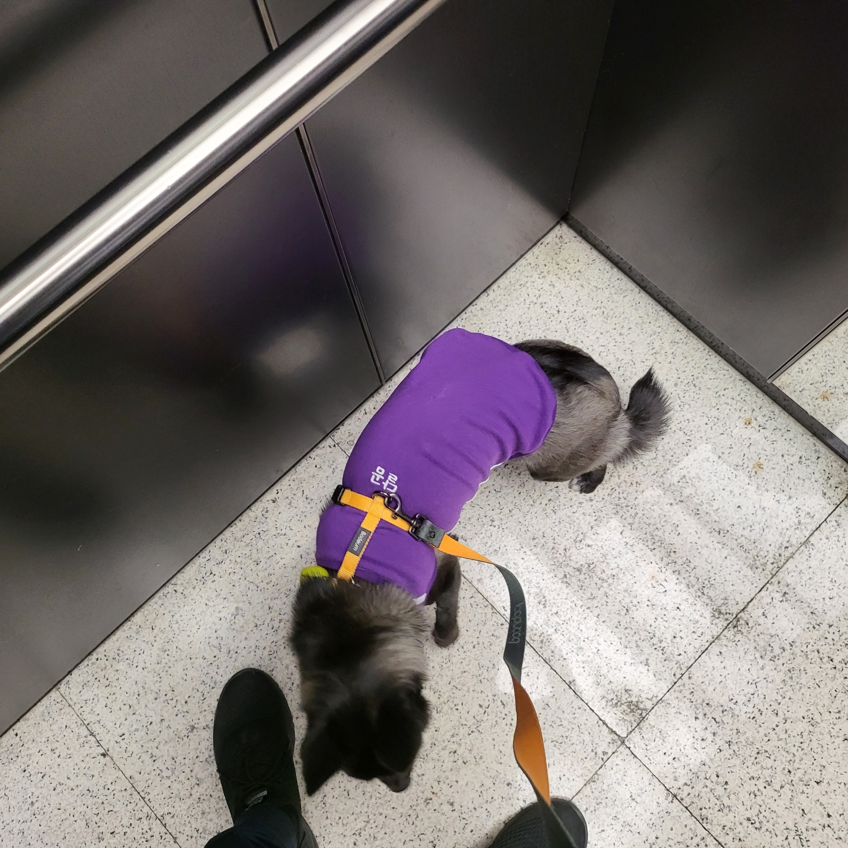 달곰이와의  생활 6개월 차 후기