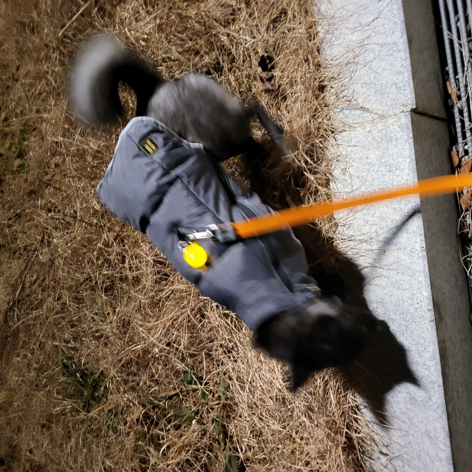 달곰이와의  생활 6개월 차 후기