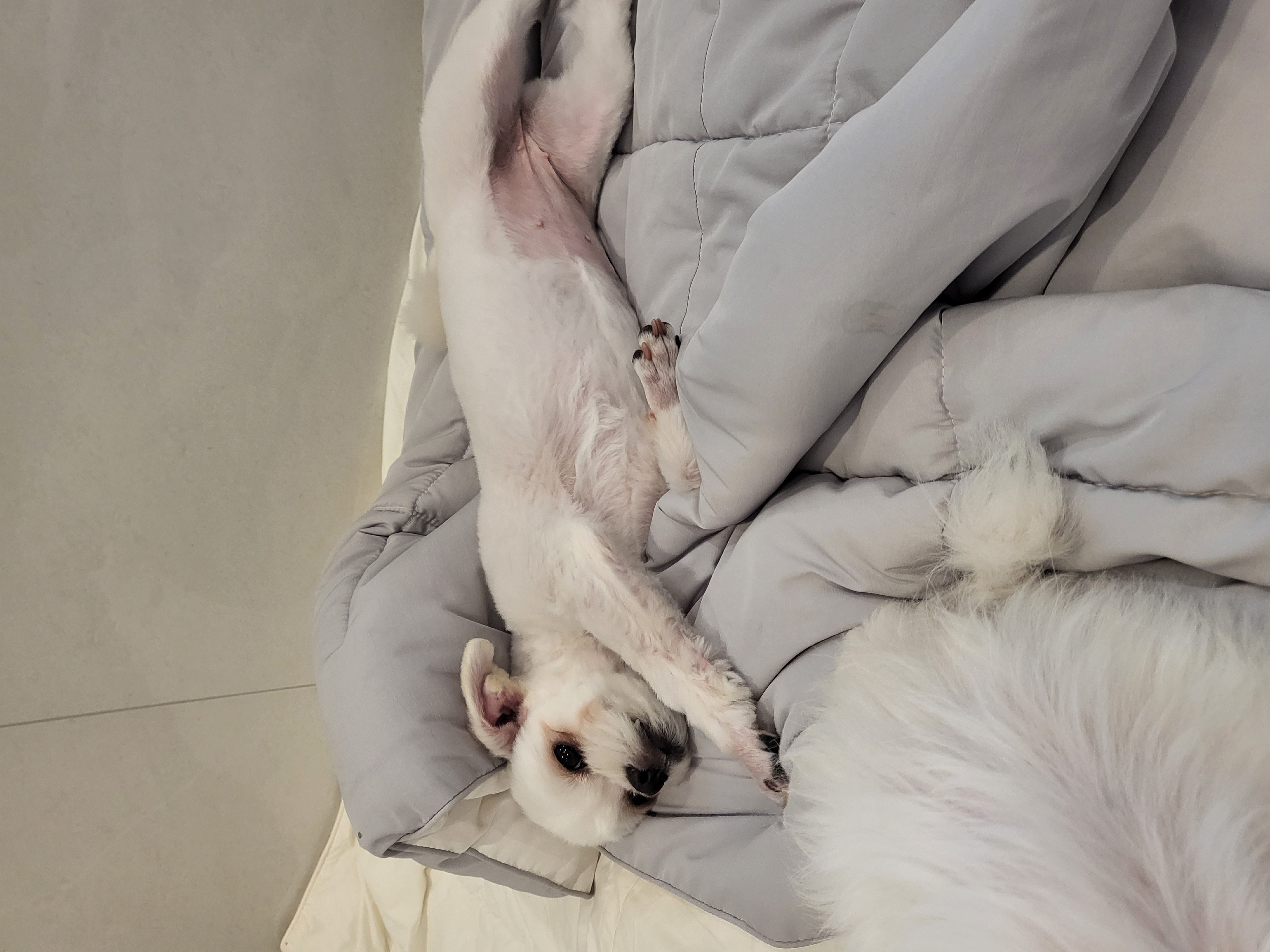 샤넬 사진 첨가