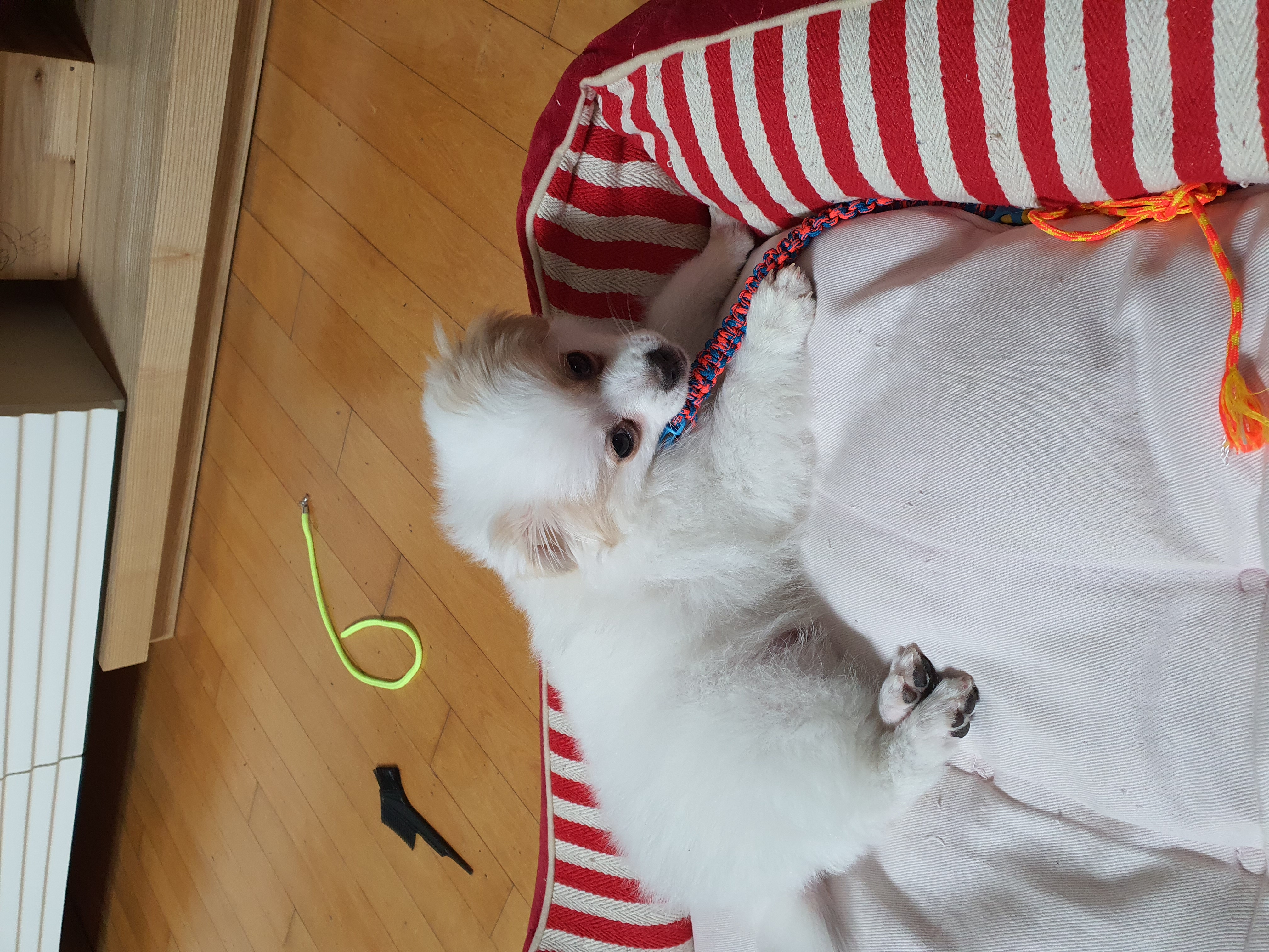 투투(쭌) 입양 한달 후기