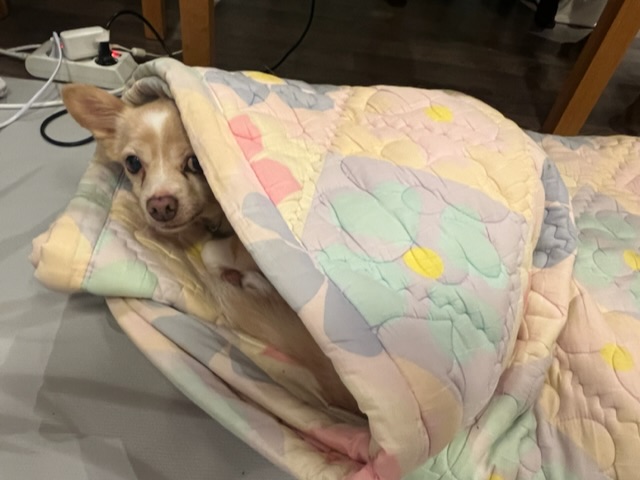 가람이 임보 3개월 후기 