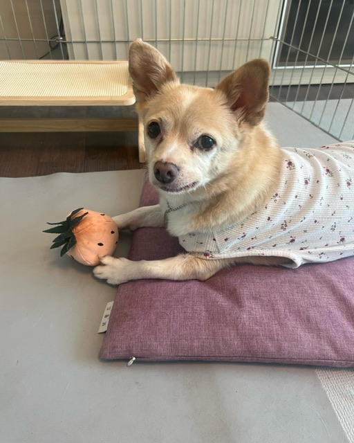 가람이 임보 3개월 후기 