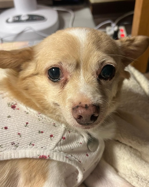 가람이 임보 3개월 후기 