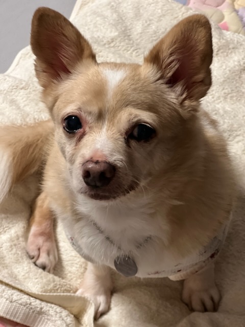 가람이 임보 3개월 후기 