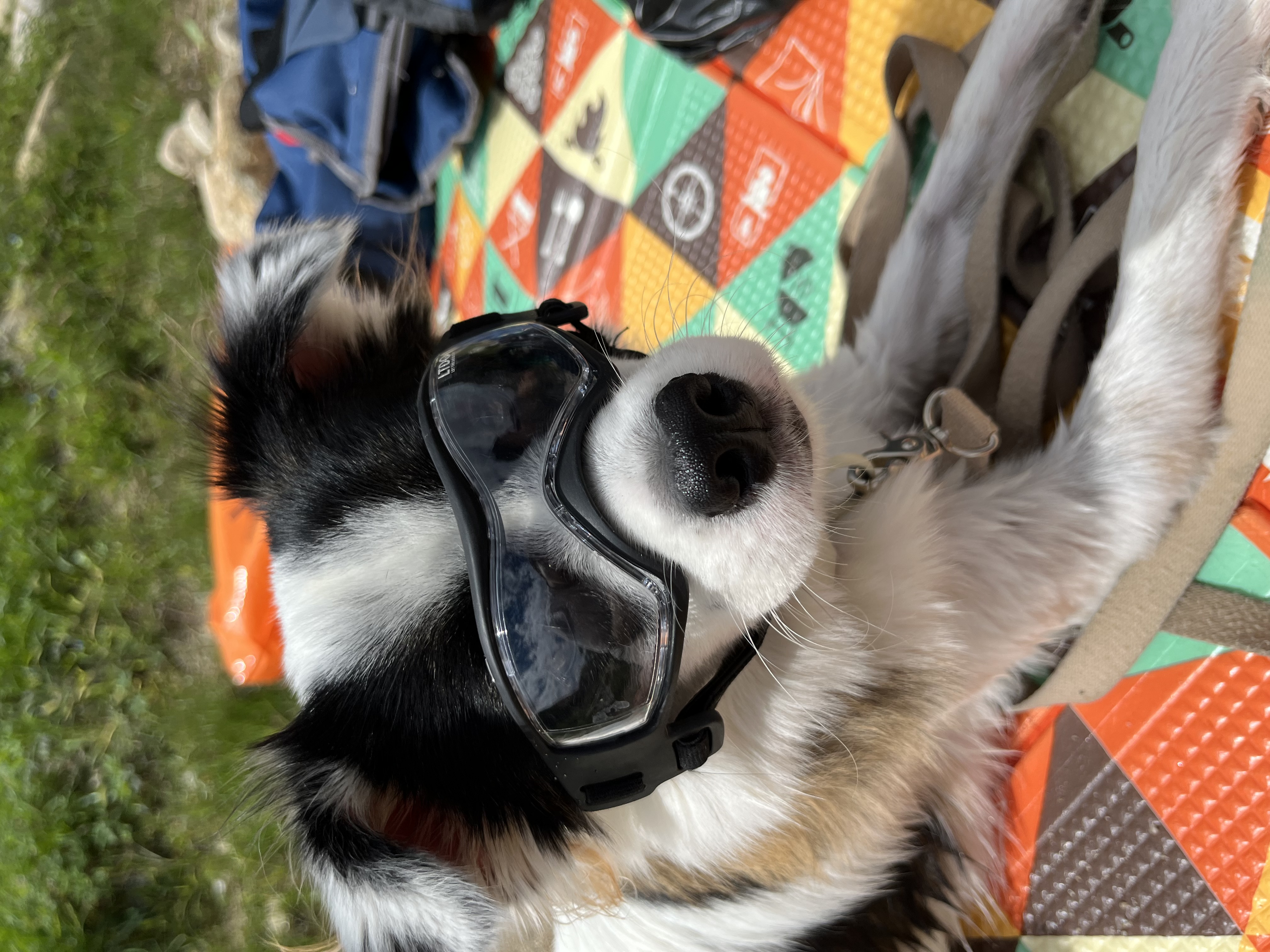 레오 근황이에요~(오래)