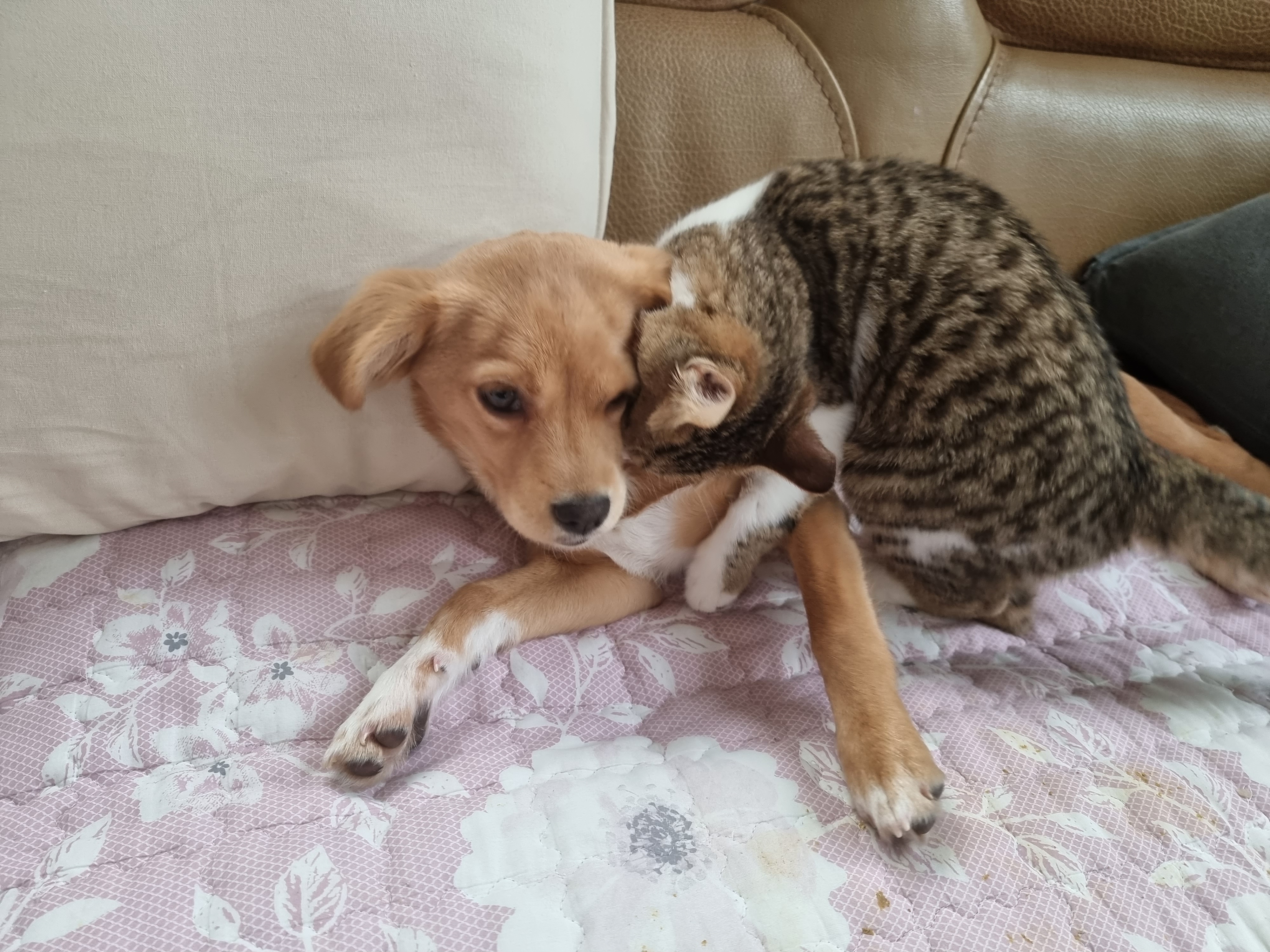 춘식이와 말이의 일상 