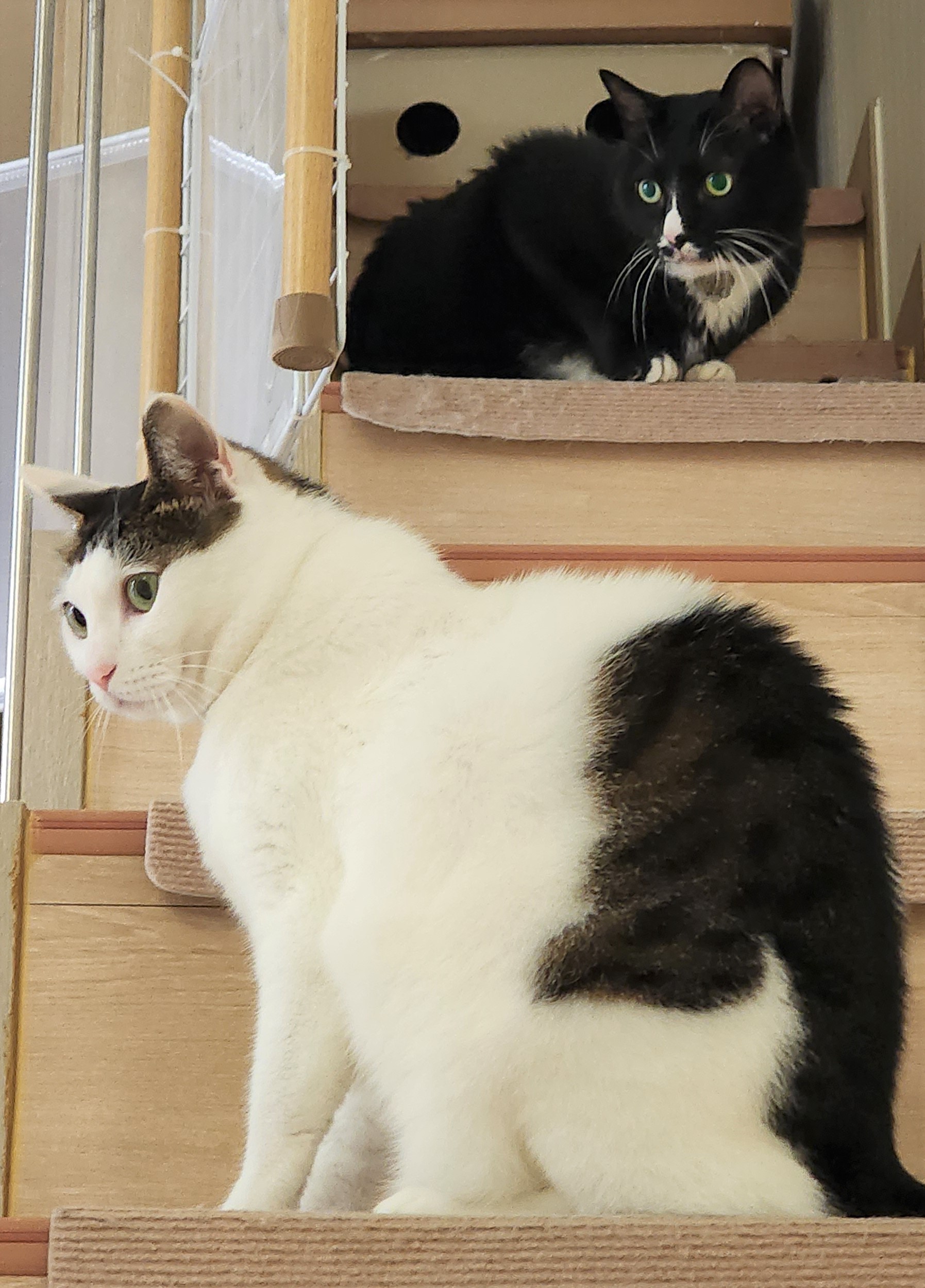 흰 양말 신은 버찌 임보 후기! (3개월)