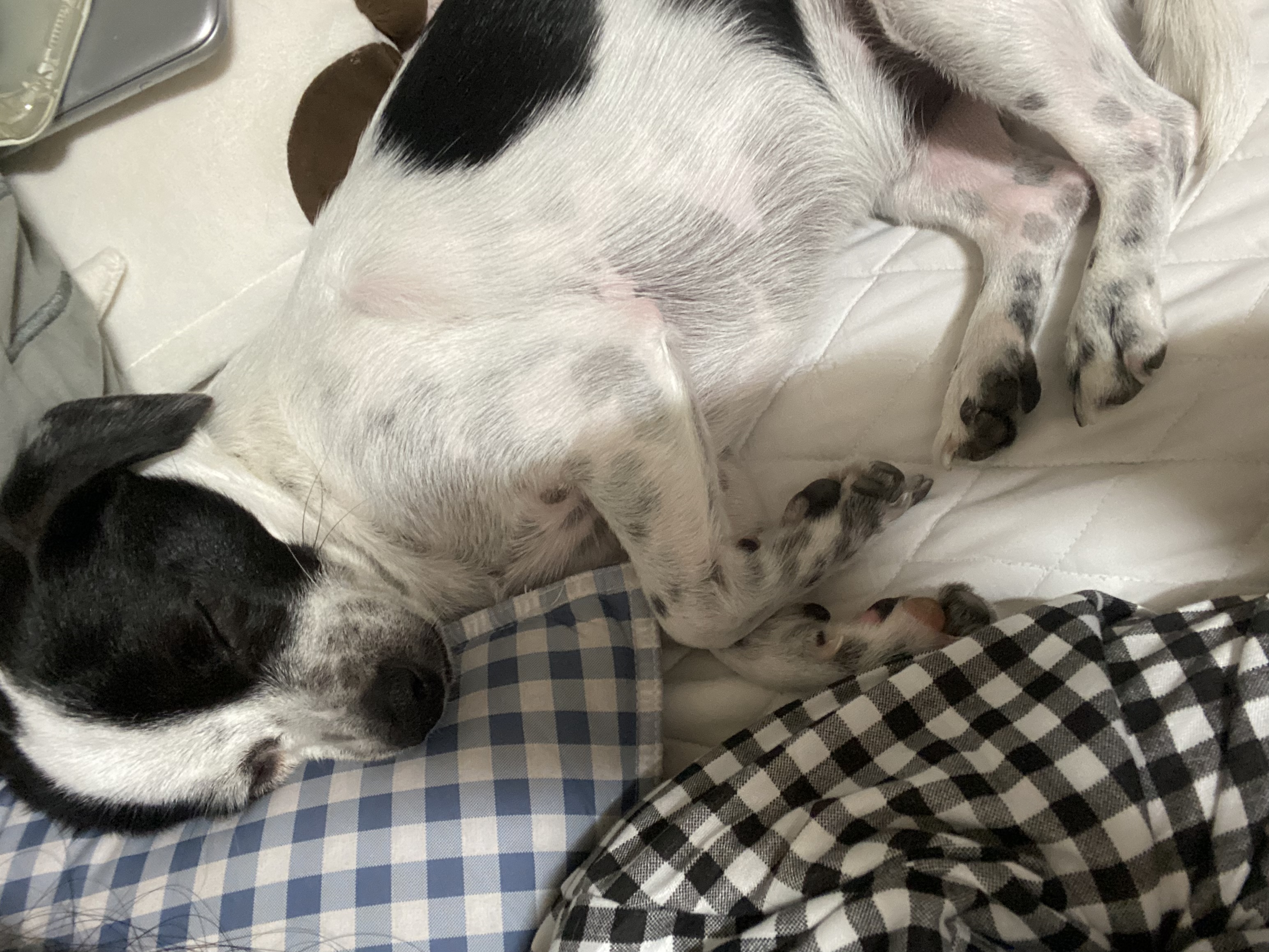 아키(하얀이)가 온지 1년이 됐어요!