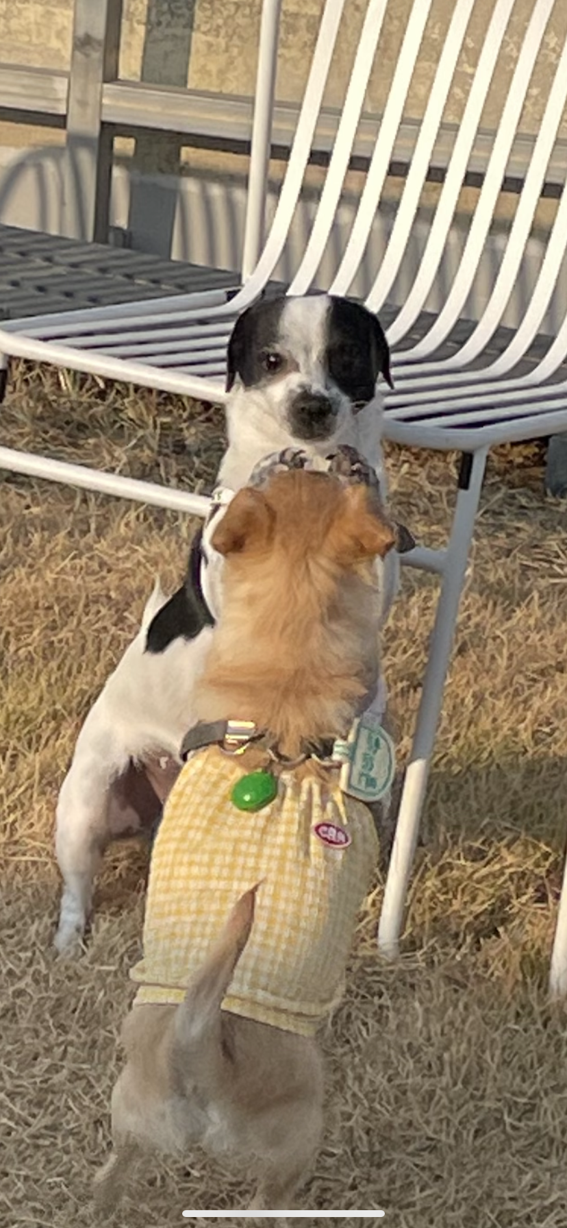 아키(하얀이)가 온지 1년이 됐어요!