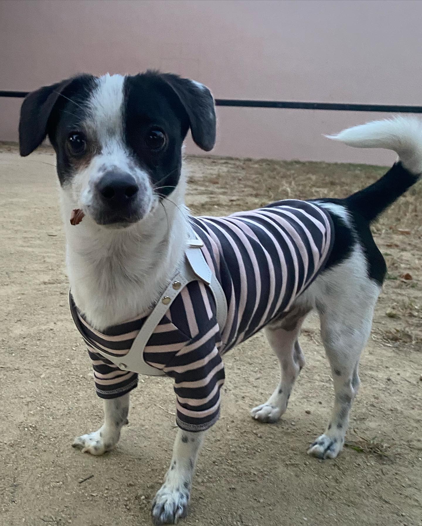 아키(하얀이)가 온지 1년이 됐어요!