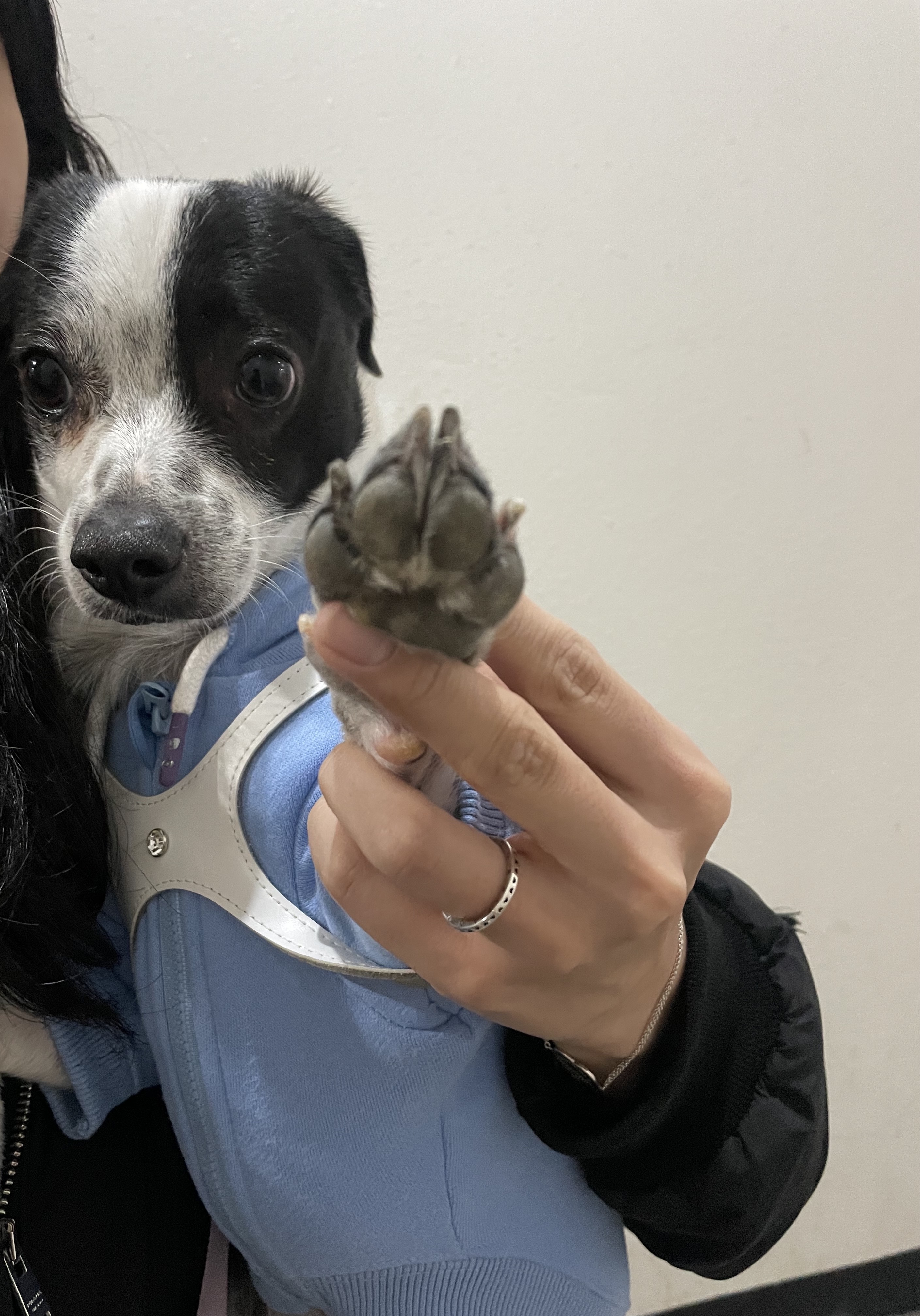 아키(하얀이)가 온지 1년이 됐어요!