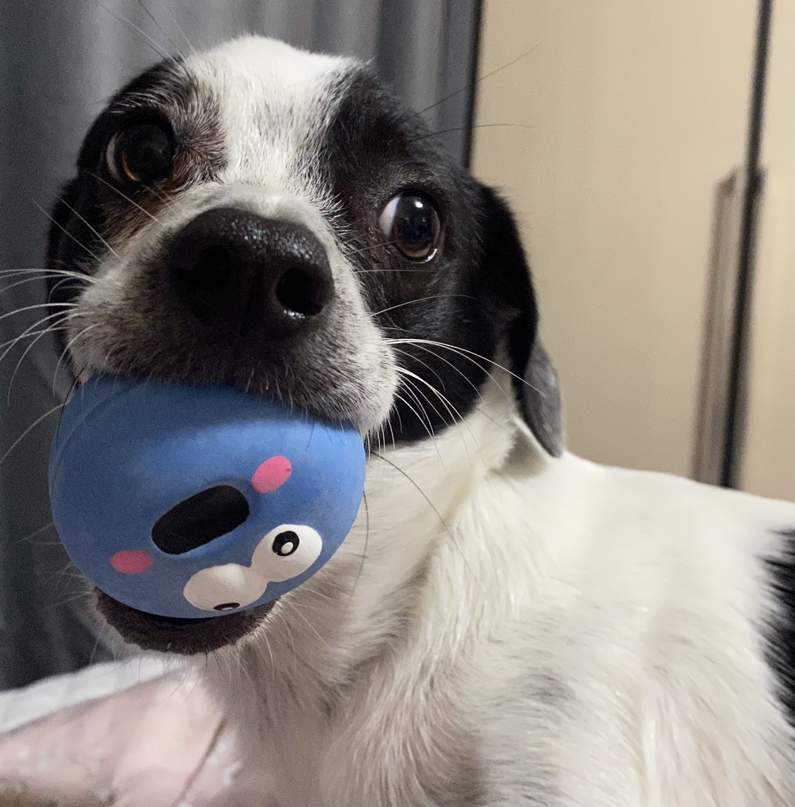 아키(하얀이)가 온지 1년이 됐어요!