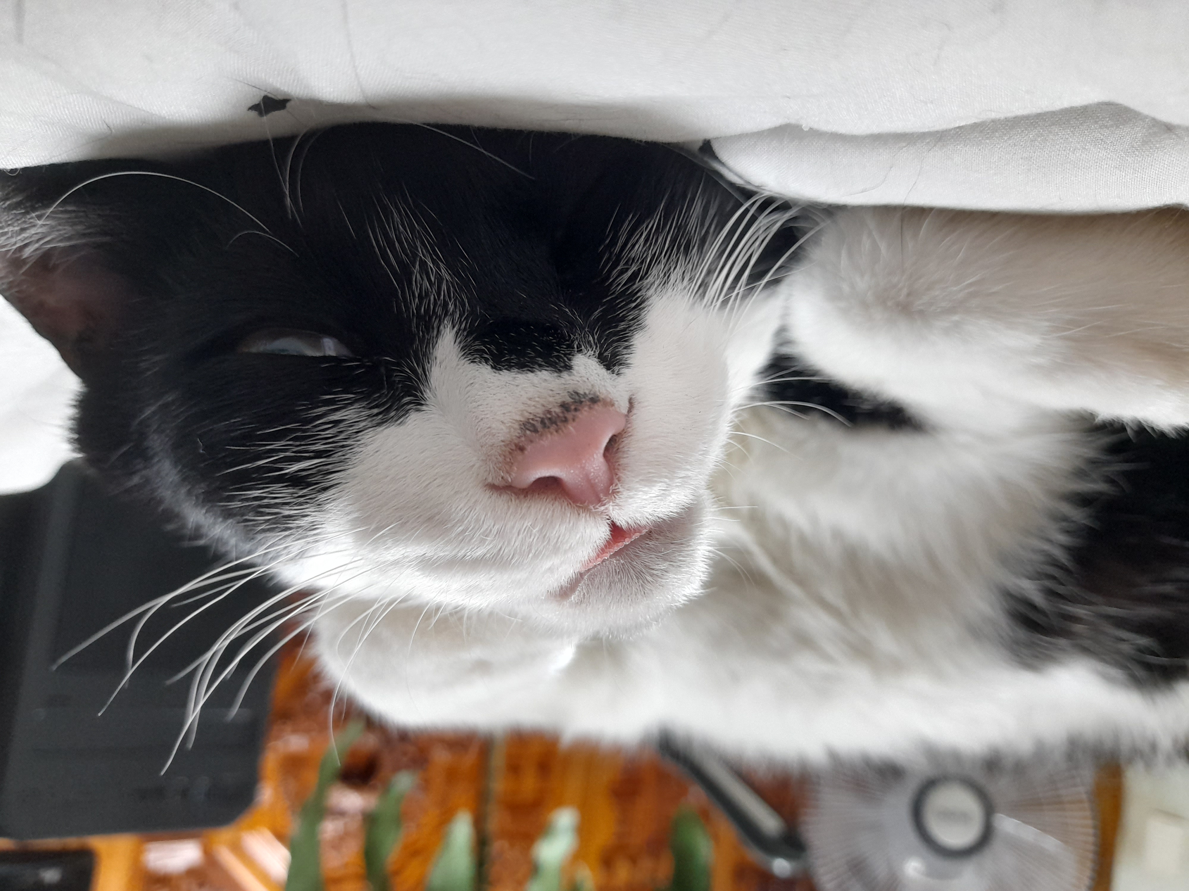 미파가 온 지 벌써 5년!