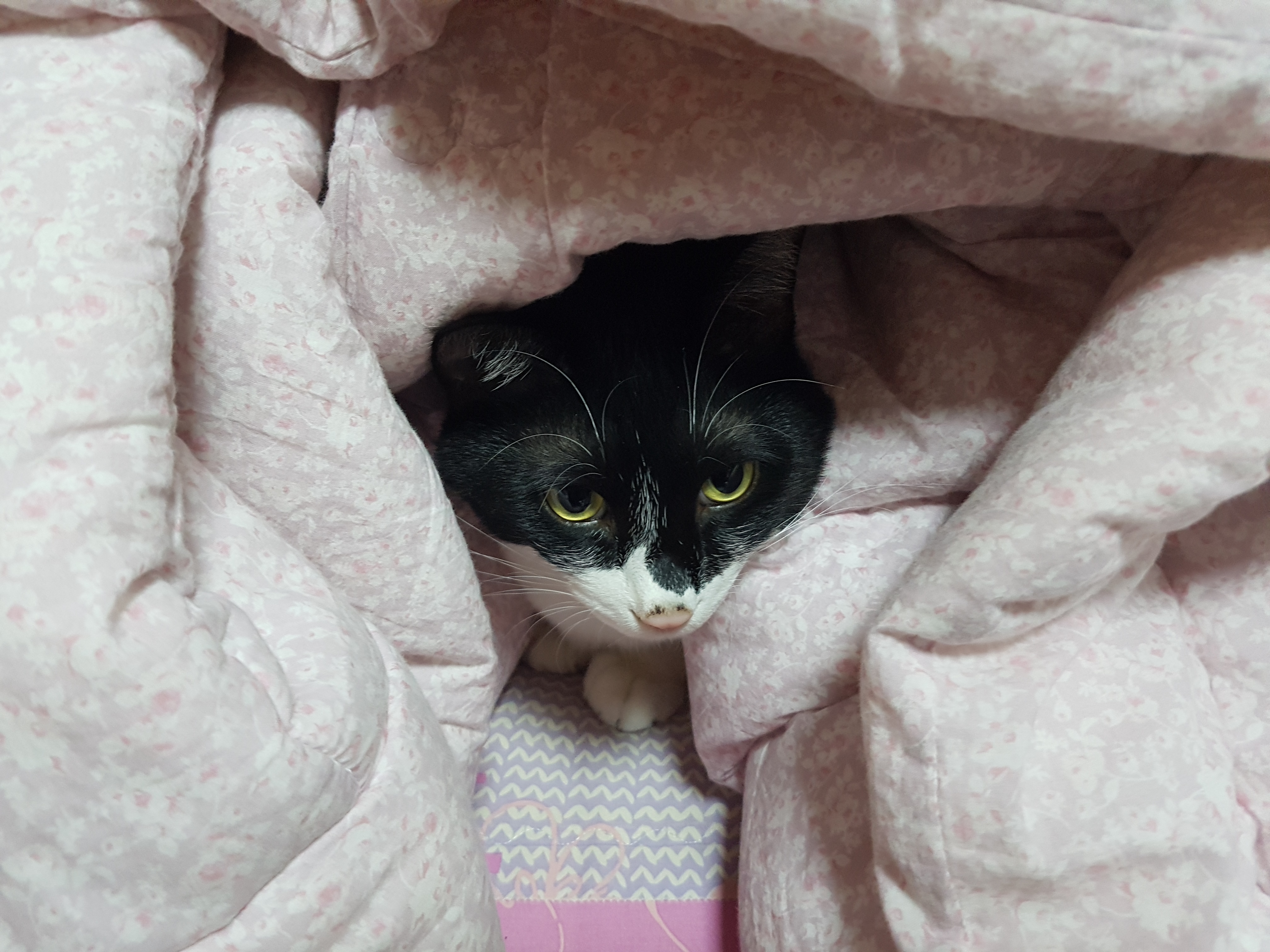 미파가 온 지 벌써 5년!