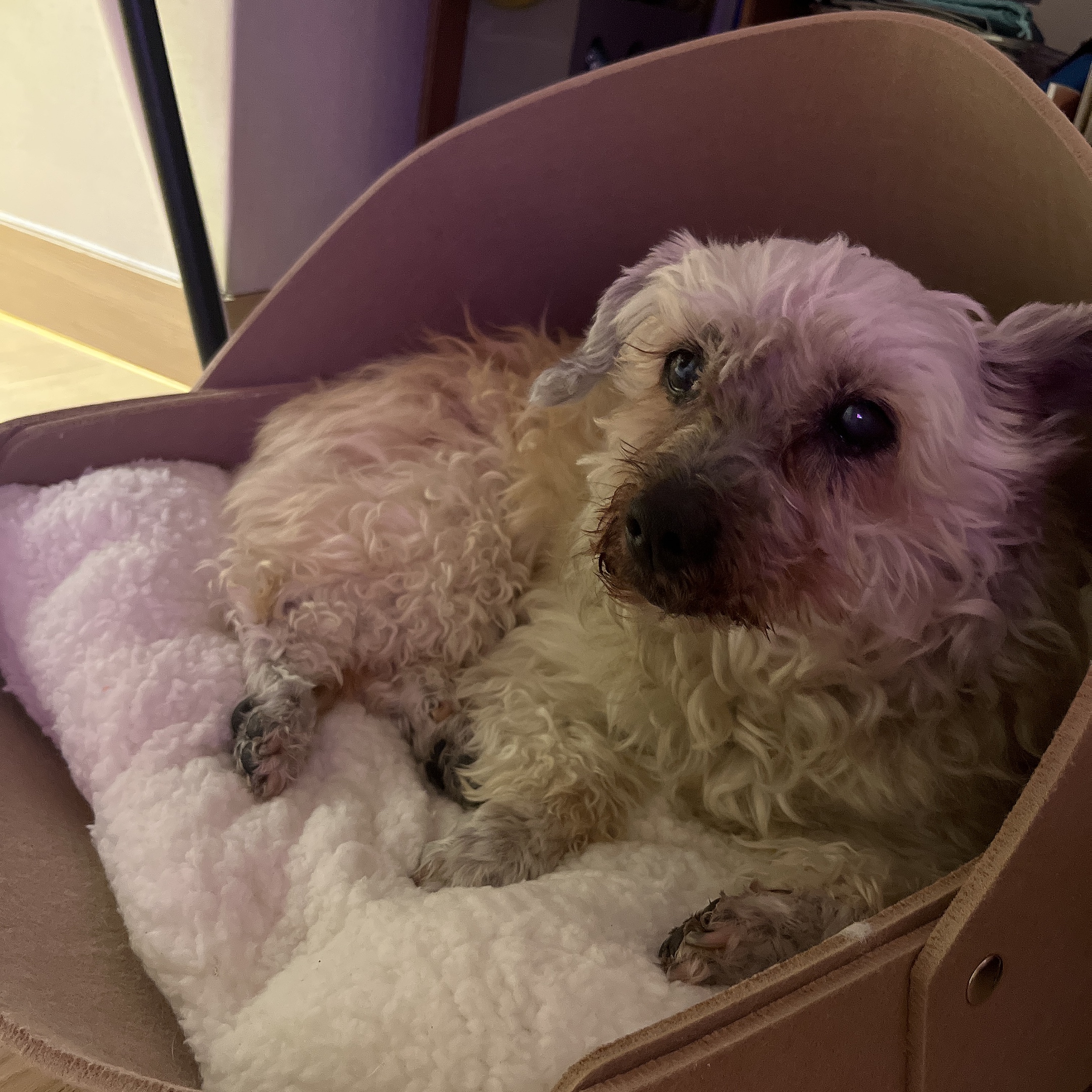 바오 임시보호 후기 2 - 1개월차