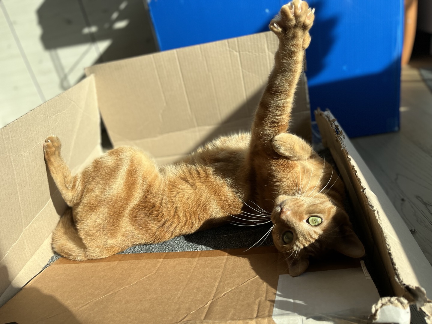 용식이 잘 지내고 있어요.