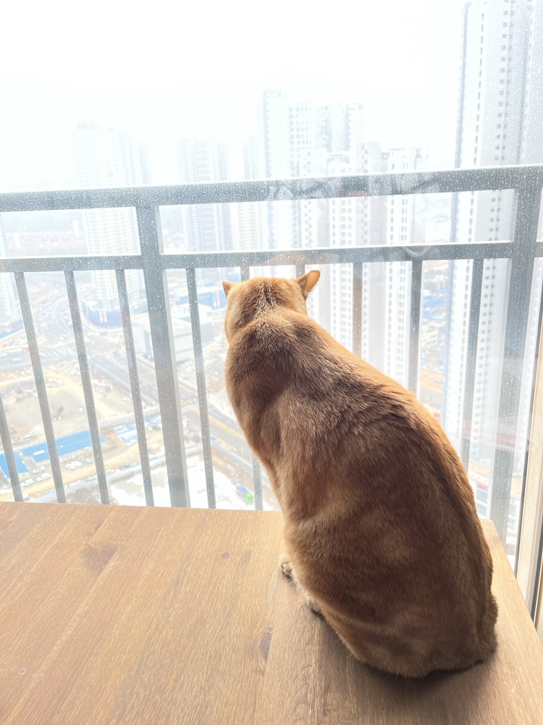 용식이 잘 지내고 있어요.