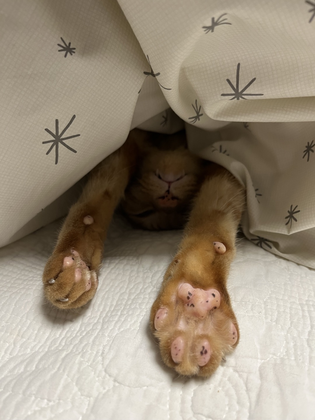 용식이 잘 지내고 있어요.