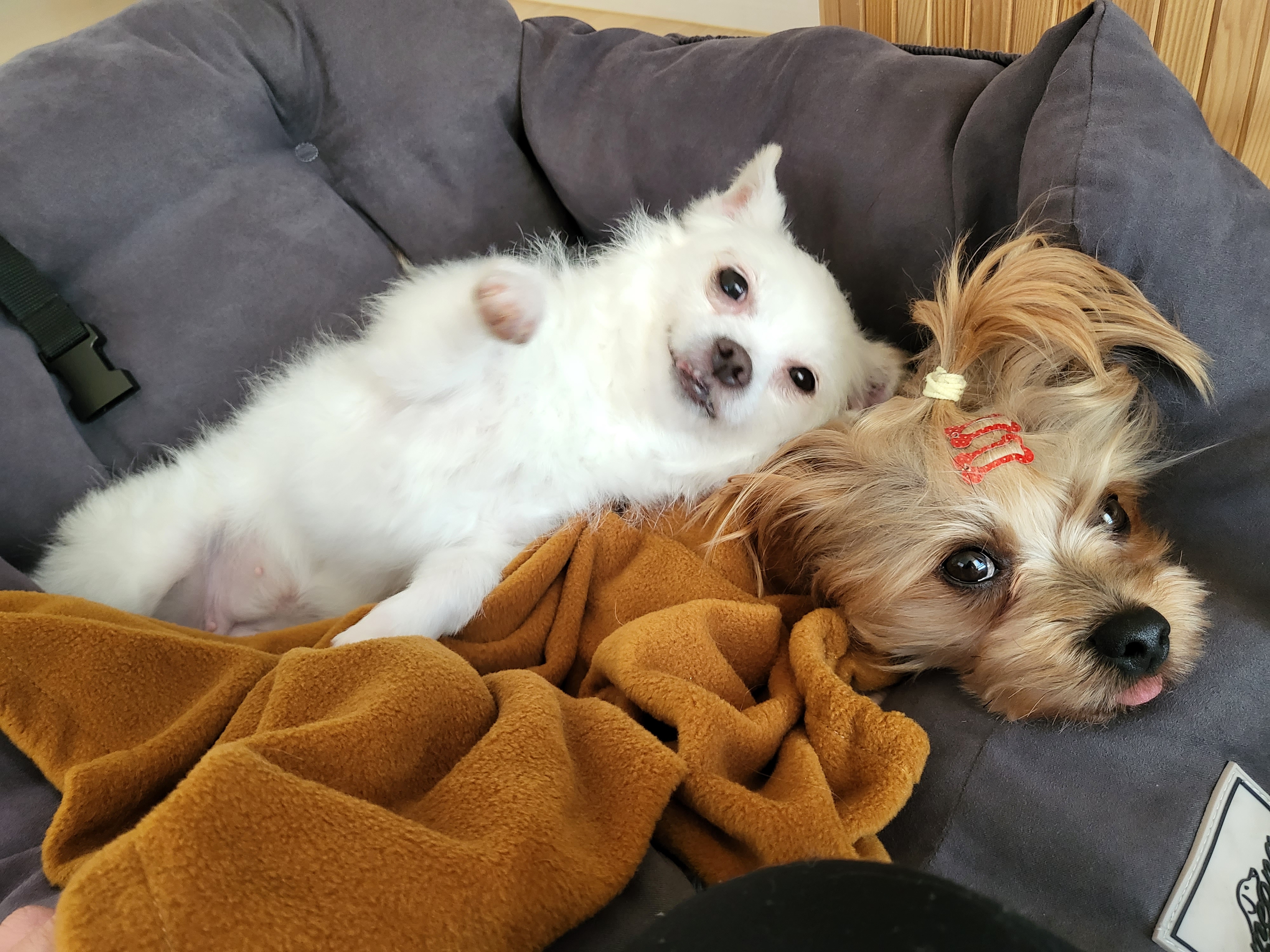 설희(오투)와의 8일째 풋풋한 동거(임보이야기)