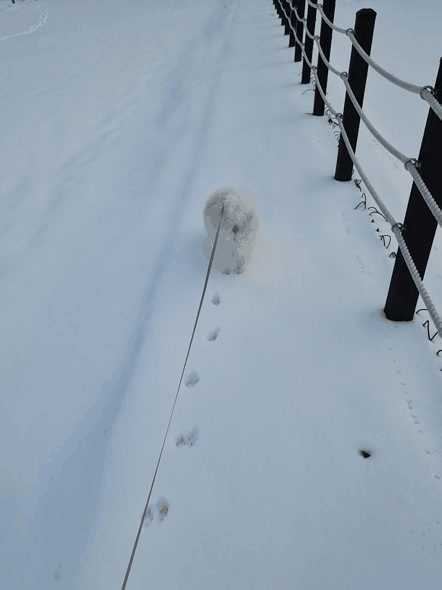 20221221 감자 소식 (송사)