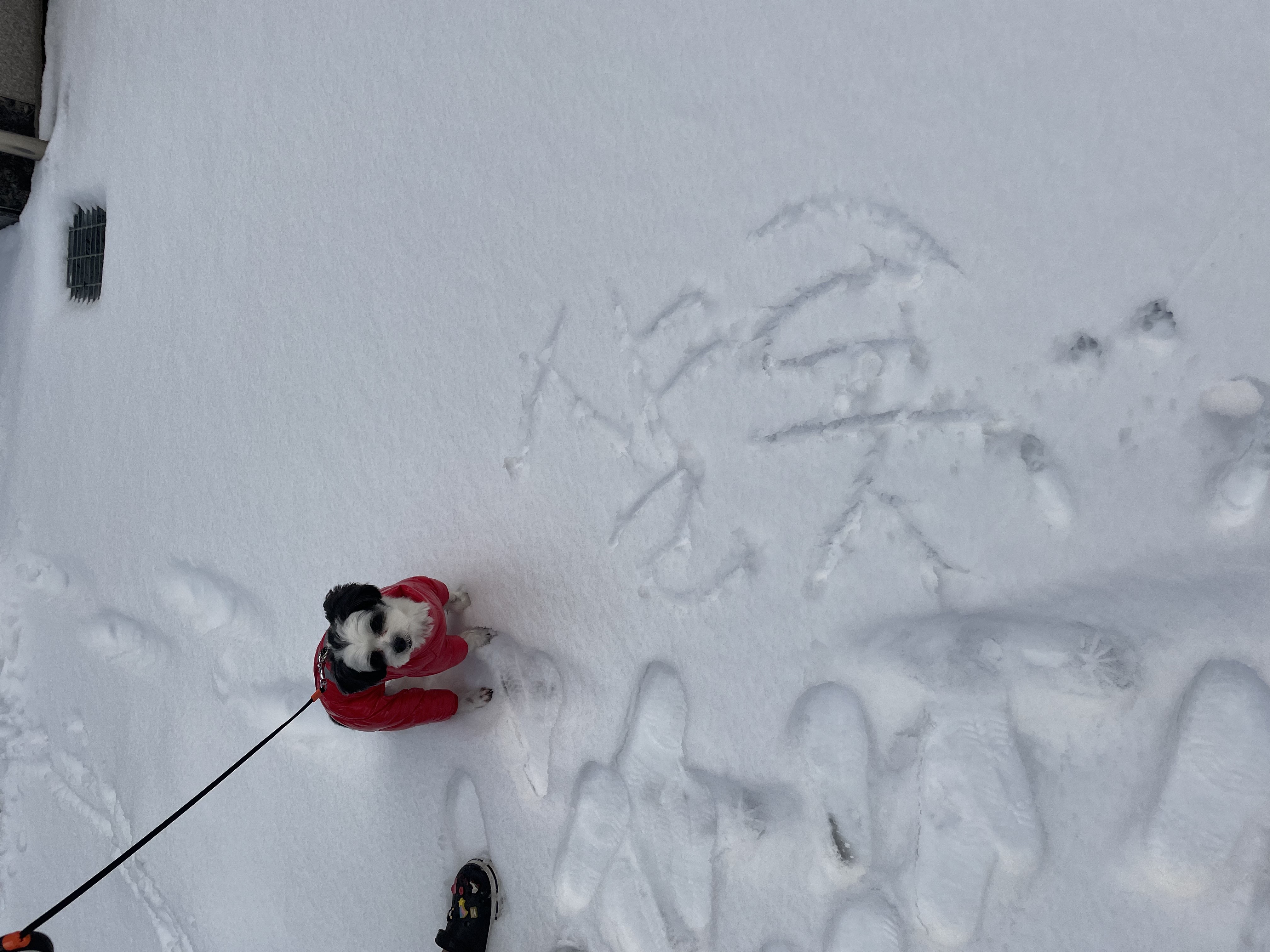 귀염둥이 샬롯(구 포아) 3개월 후기입니다!