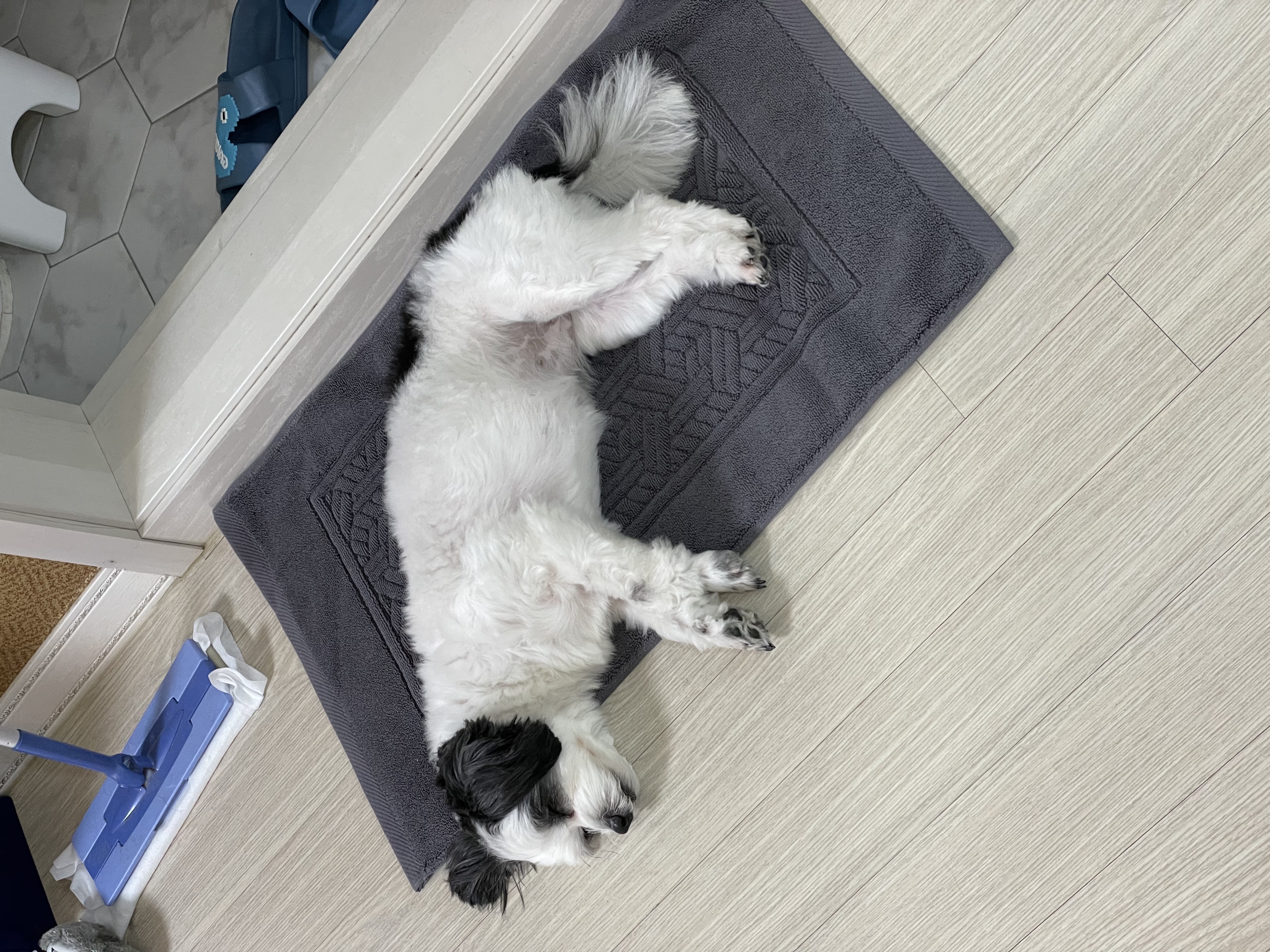 귀염둥이 샬롯(구 포아) 3개월 후기입니다!