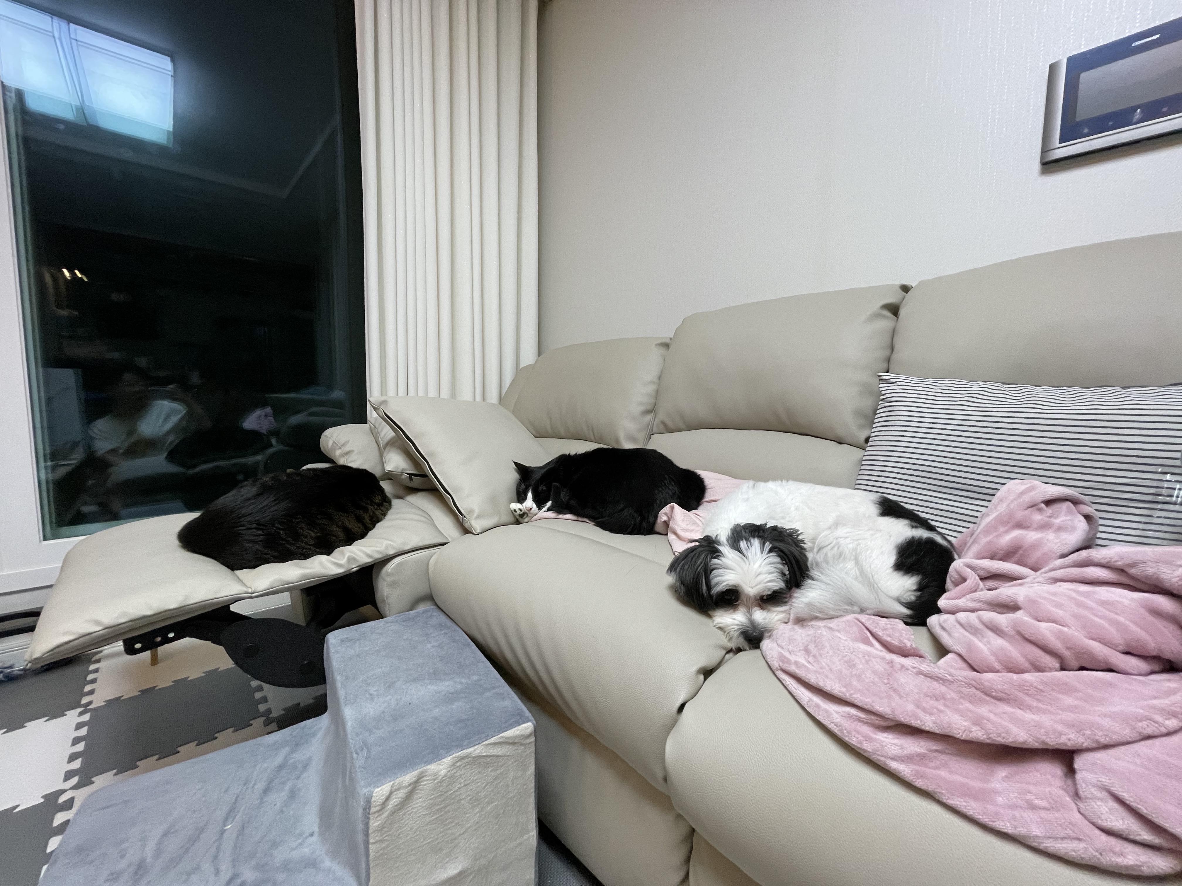 귀염둥이 샬롯(구 포아) 3개월 후기입니다!