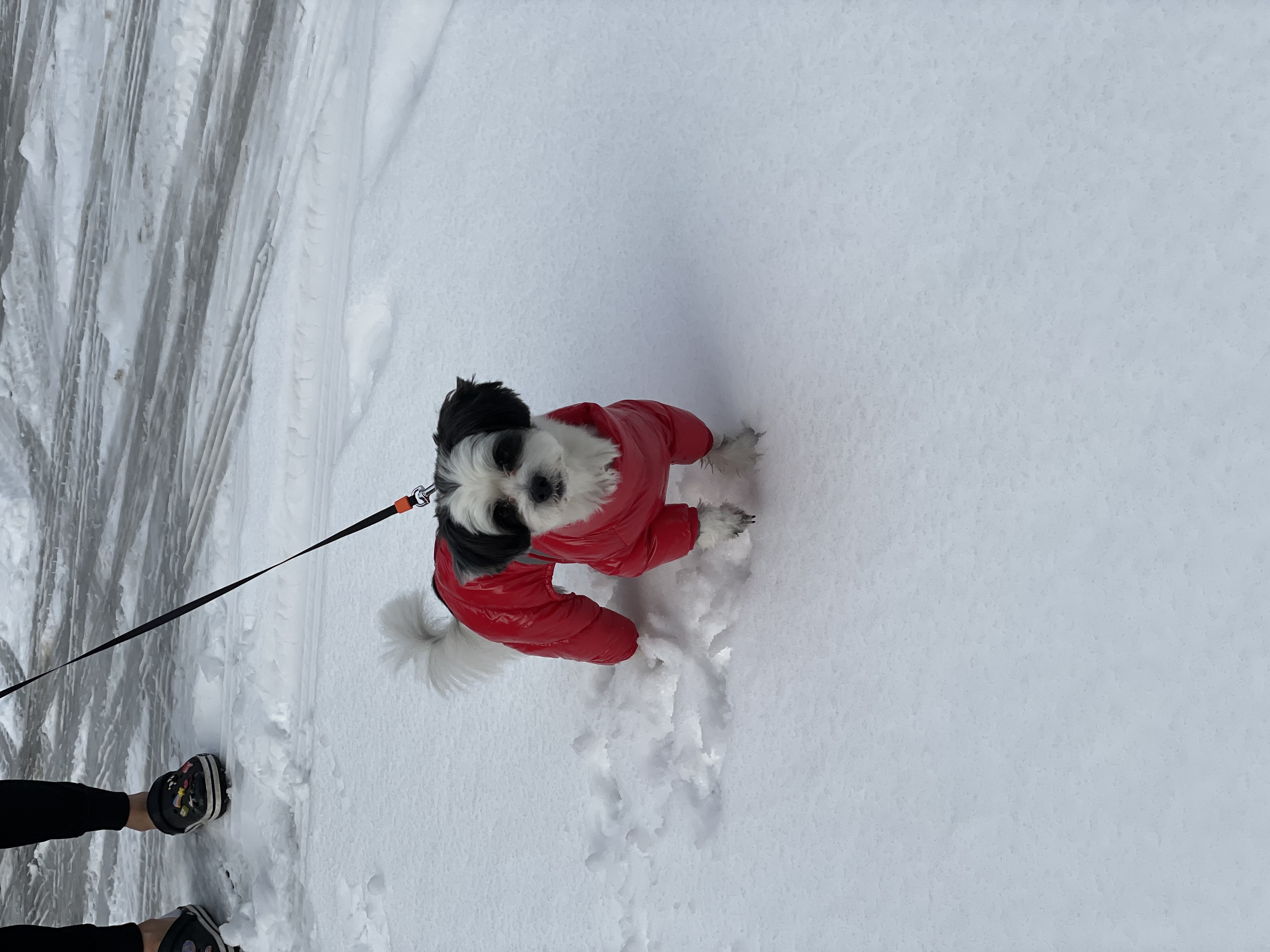 귀염둥이 샬롯(구 포아) 3개월 후기입니다!