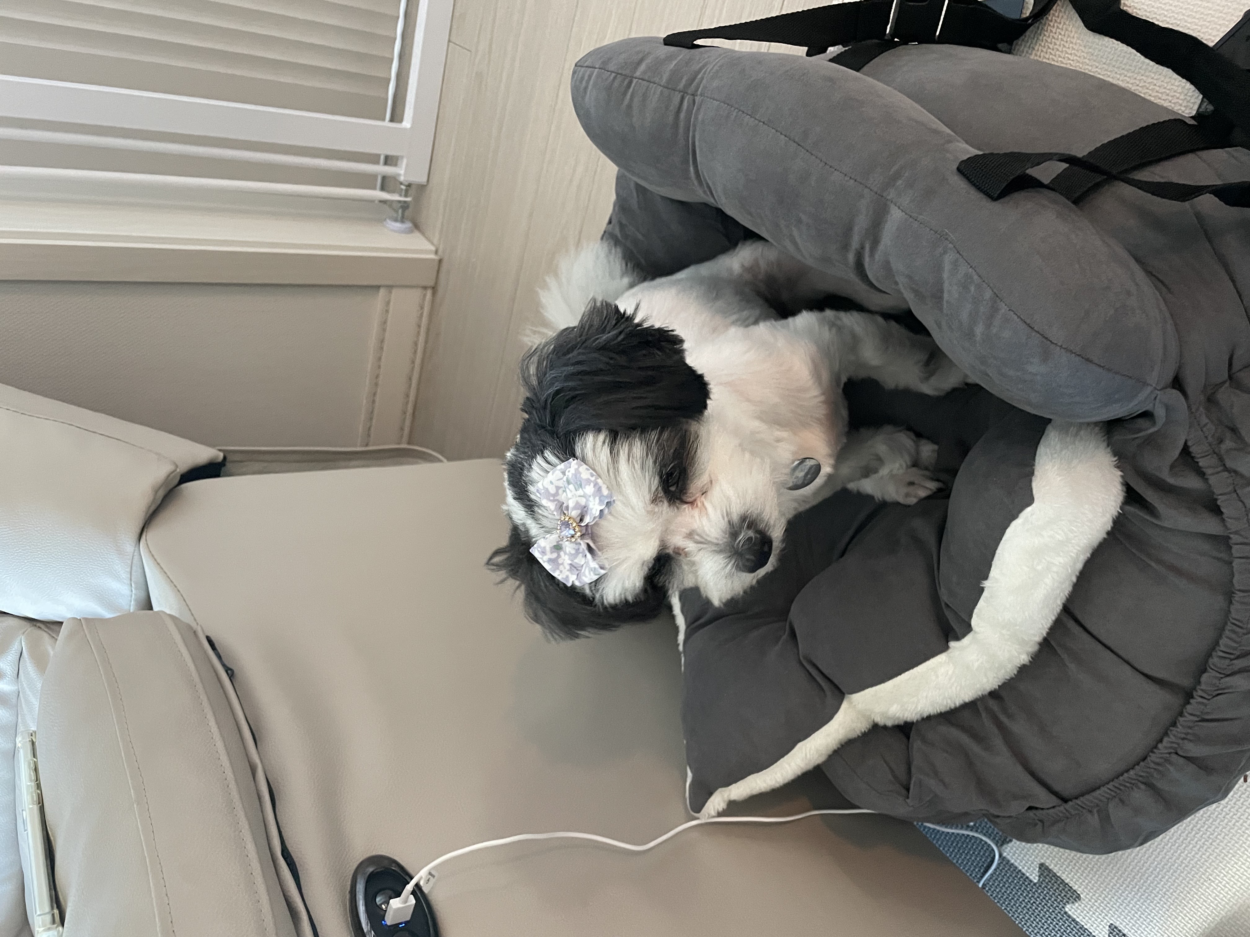 귀염둥이 샬롯(구 포아) 3개월 후기입니다!