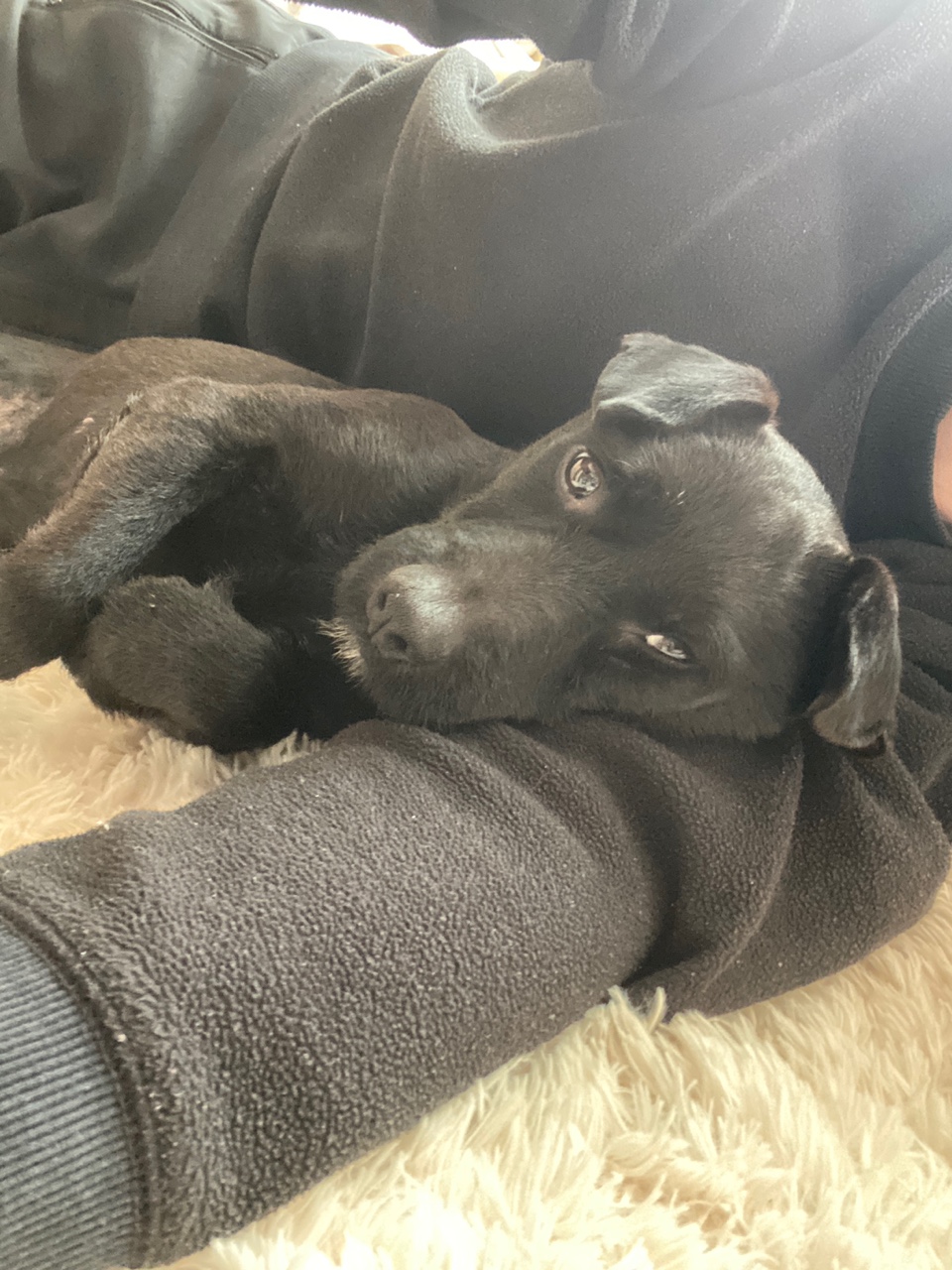 (구구)깜시, (구)온기, (현)제로 1달 입양후기입니다.