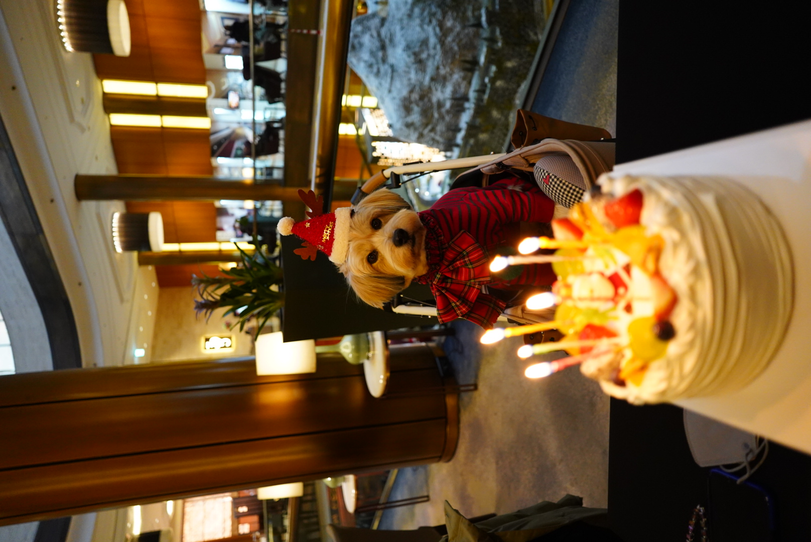 봉구랑 7번째 크리스마스입니다