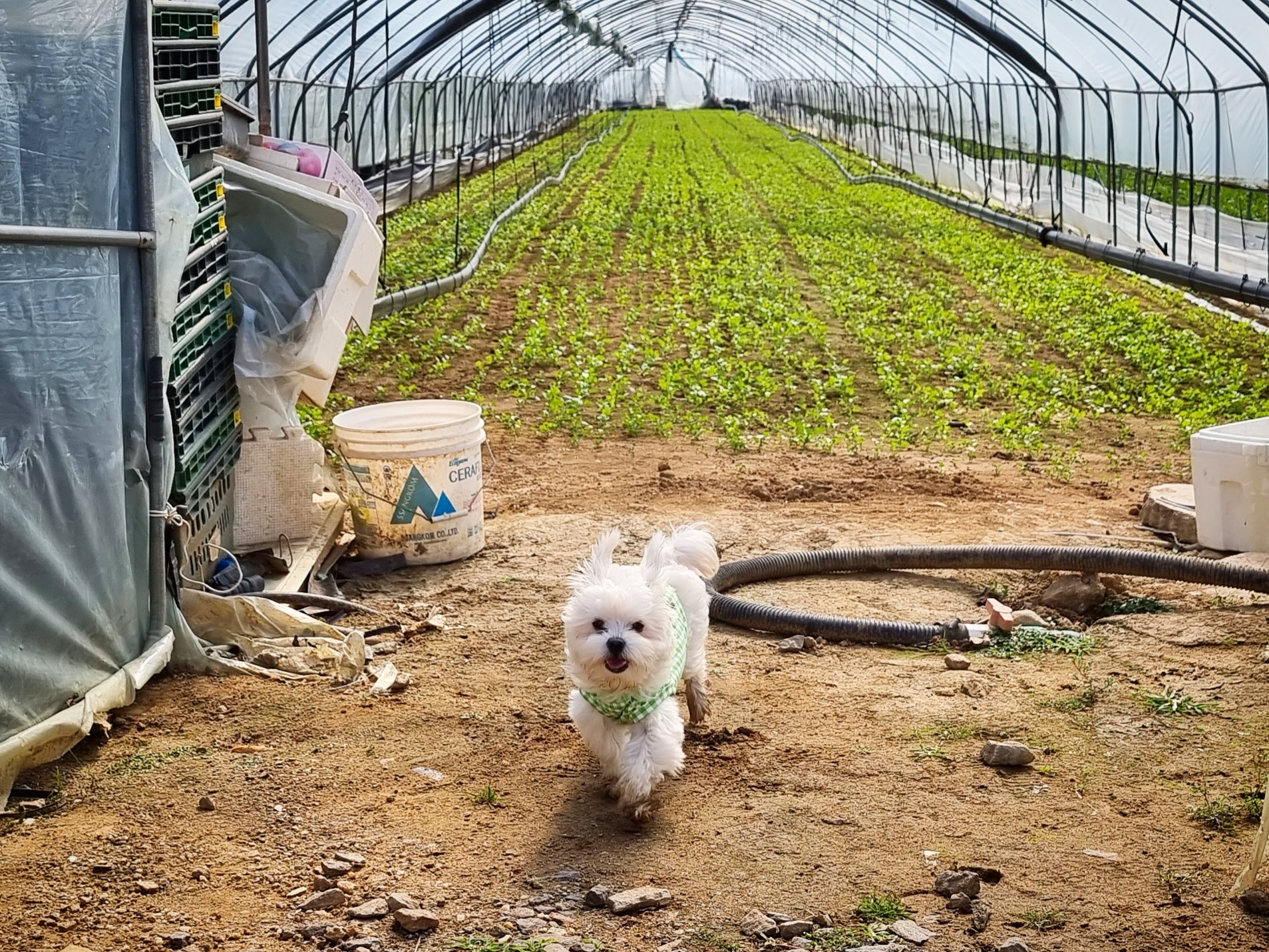 두유(포청이)의 3개월 입양후기