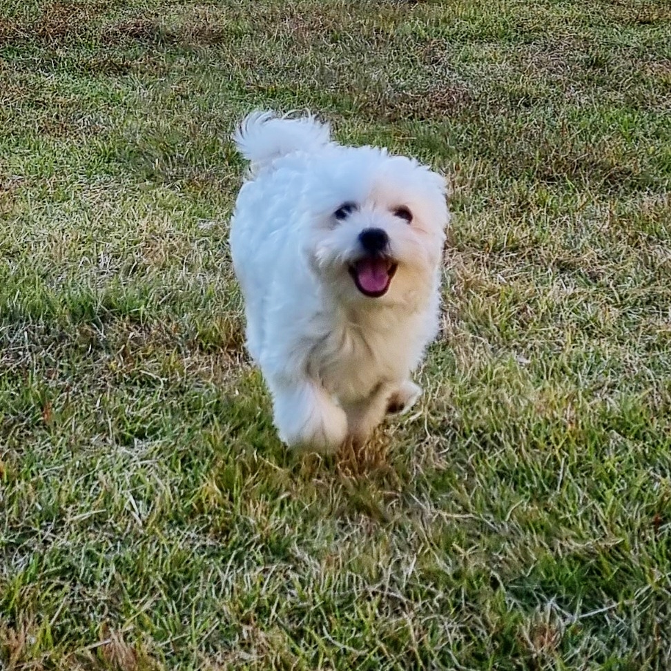 두유(포청이)의 3개월 입양후기