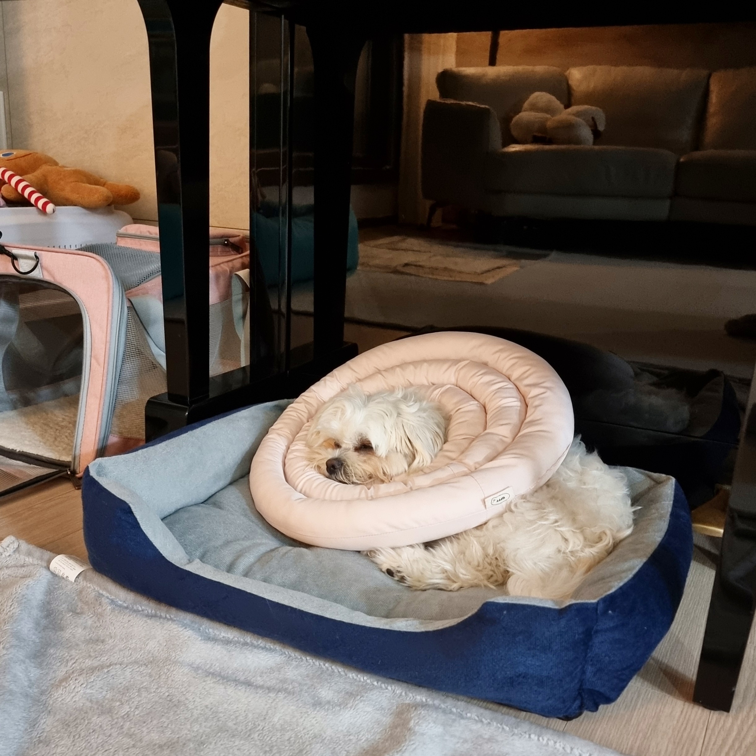 두유(포청이)의 3개월 입양후기