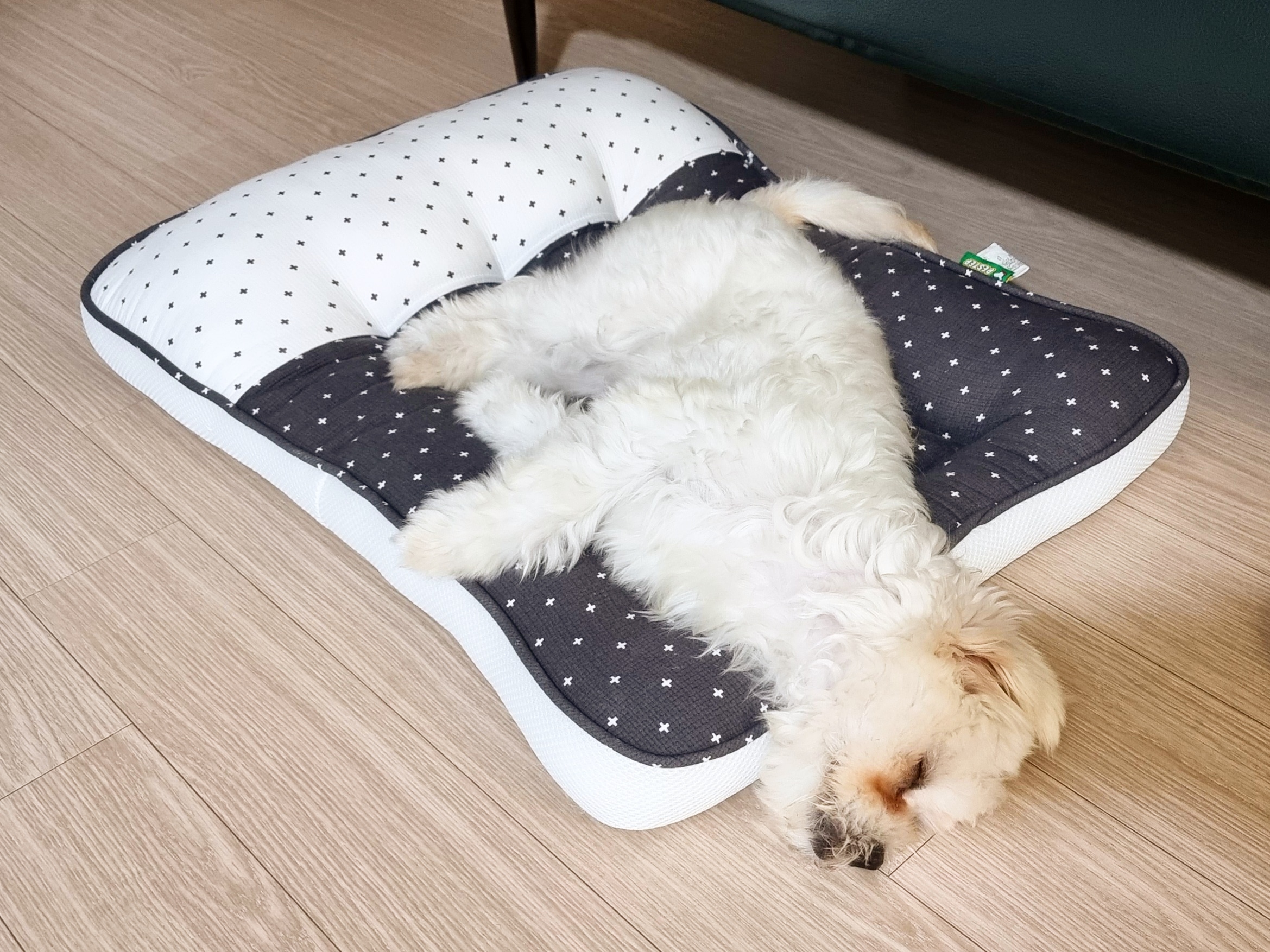 두유(포청이)의 3개월 입양후기