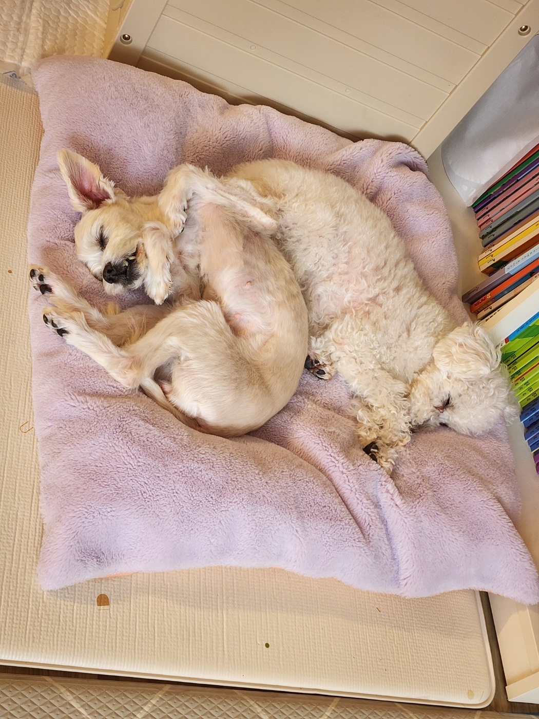 애교 그 잡채 린티 근황입니다♡