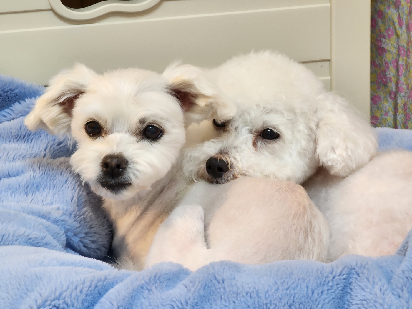 애교 그 잡채 린티 근황입니다♡