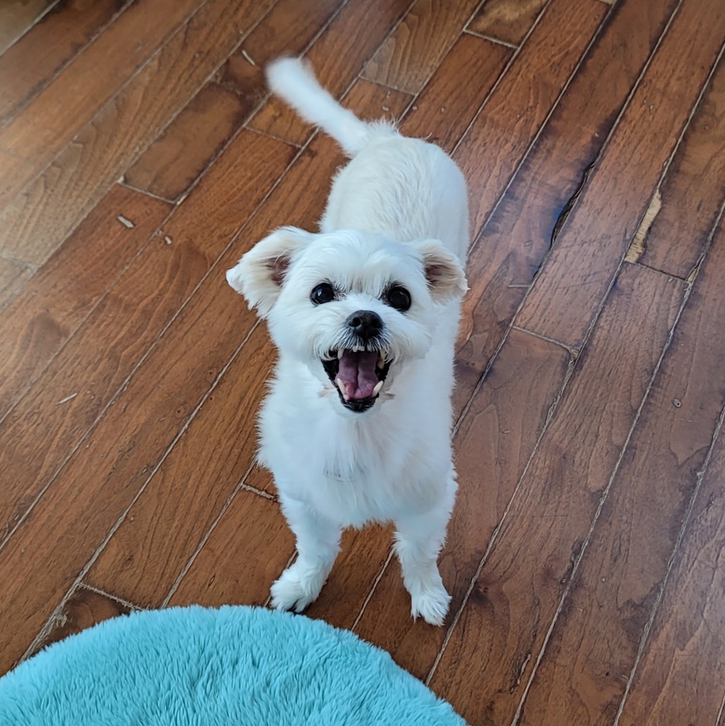 애교 그 잡채 린티 근황입니다♡