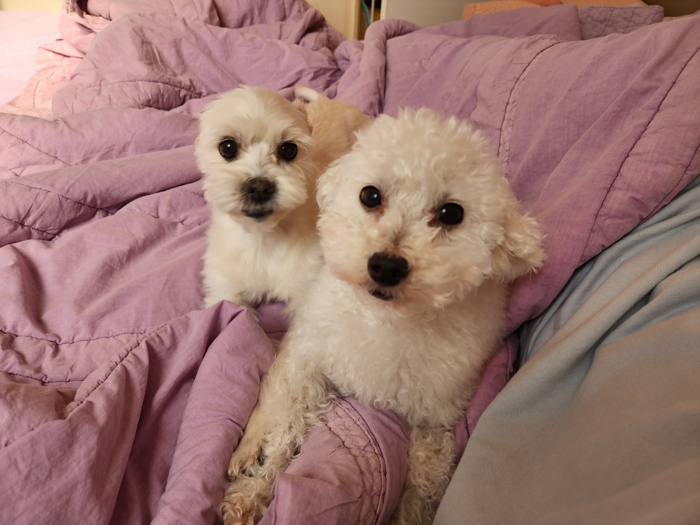 애교 그 잡채 린티 근황입니다♡