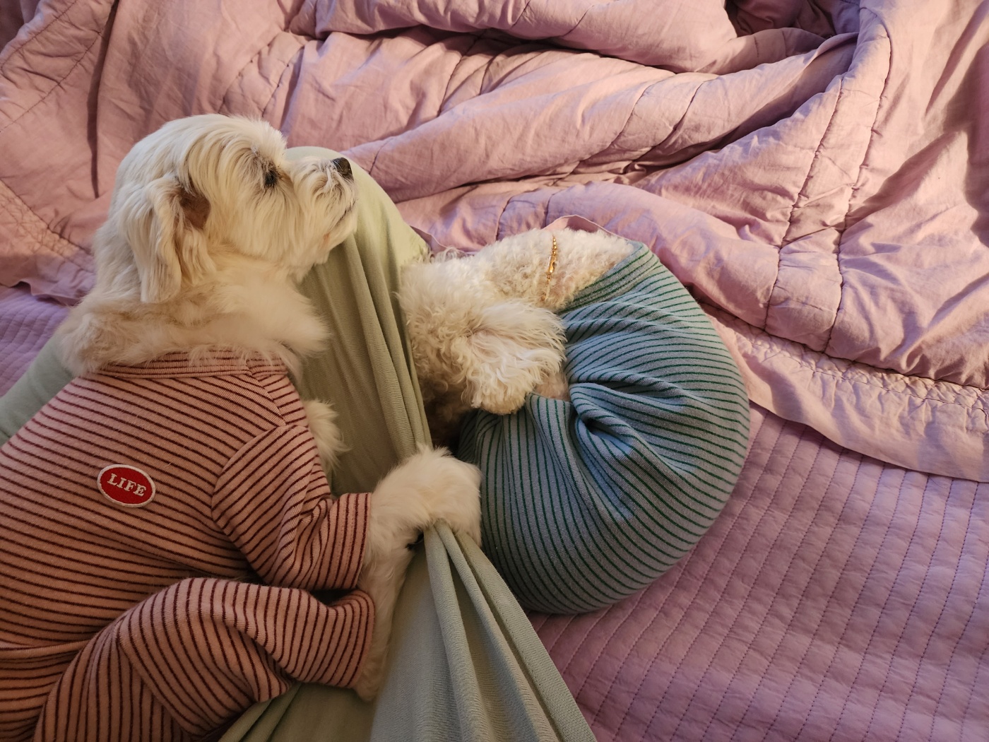 애교 그 잡채 린티 근황입니다♡