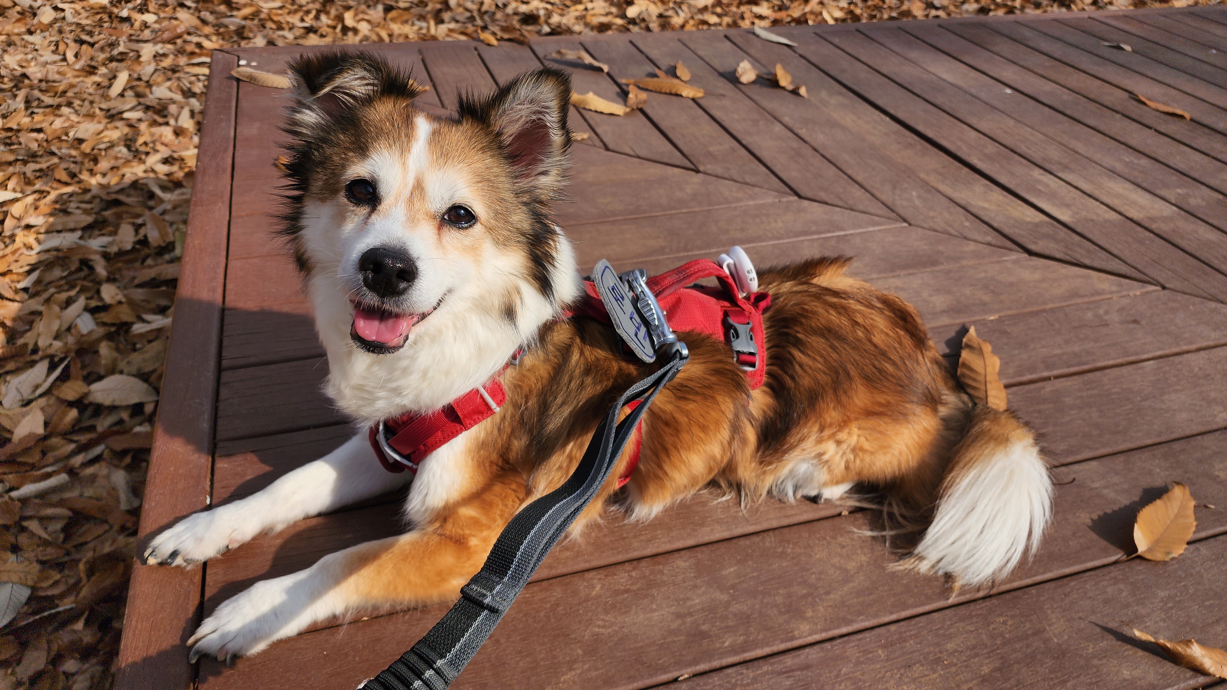 루시, 로빈이 남매 근황(D+2667)