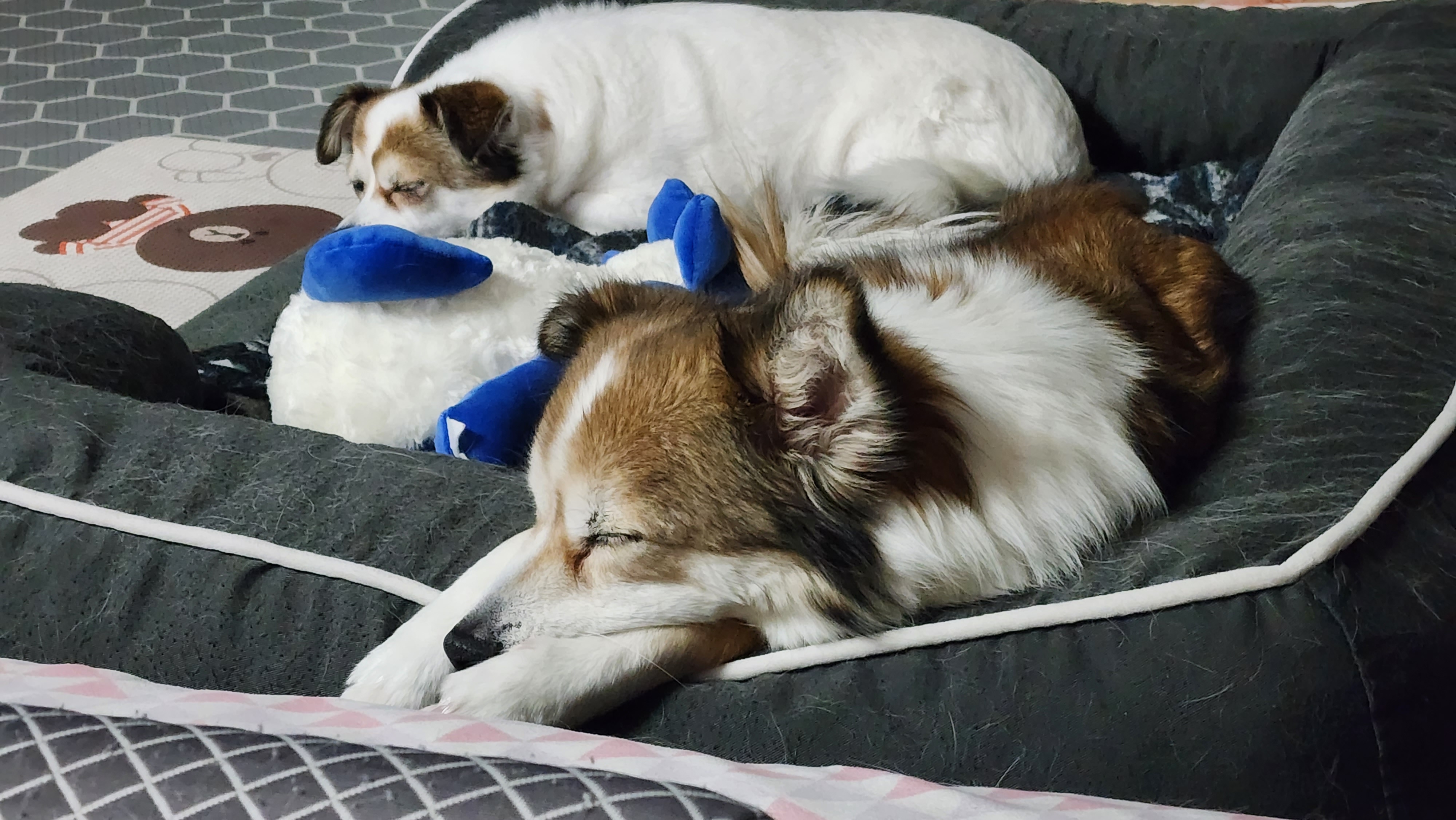 루시, 로빈이 남매 근황(D+2667)