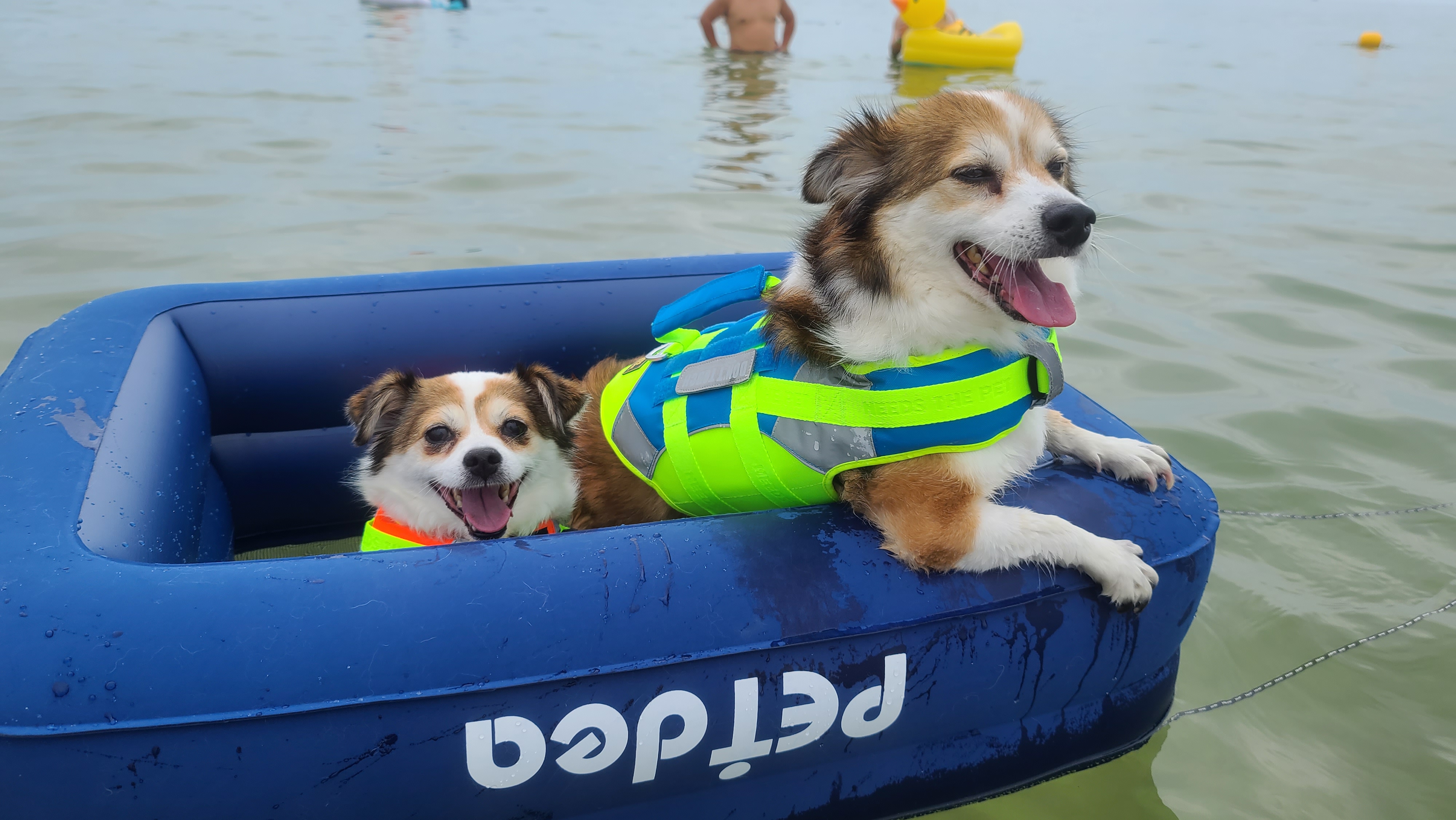 루시, 로빈이 남매 근황(D+2667)