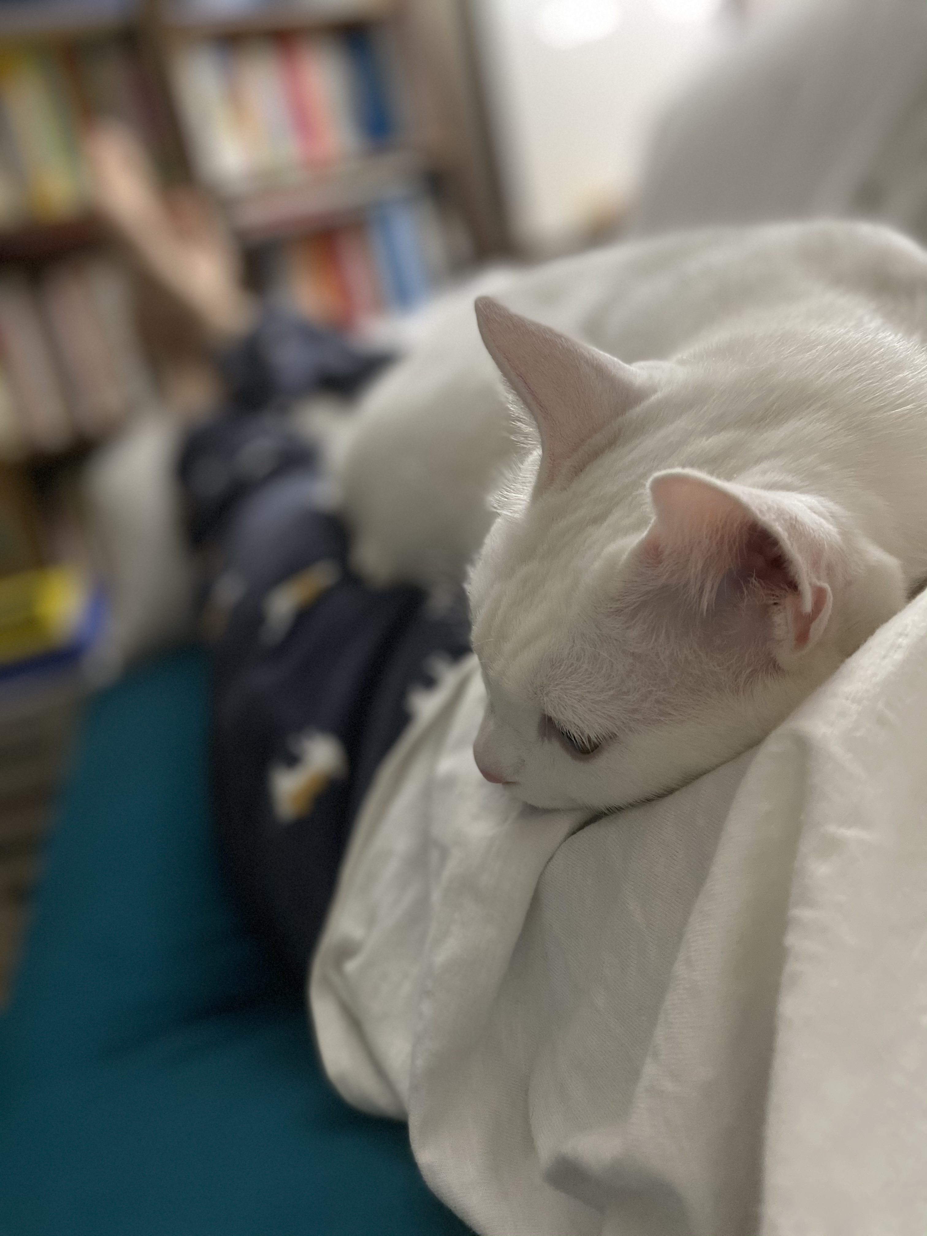 구름이 다람이 일상