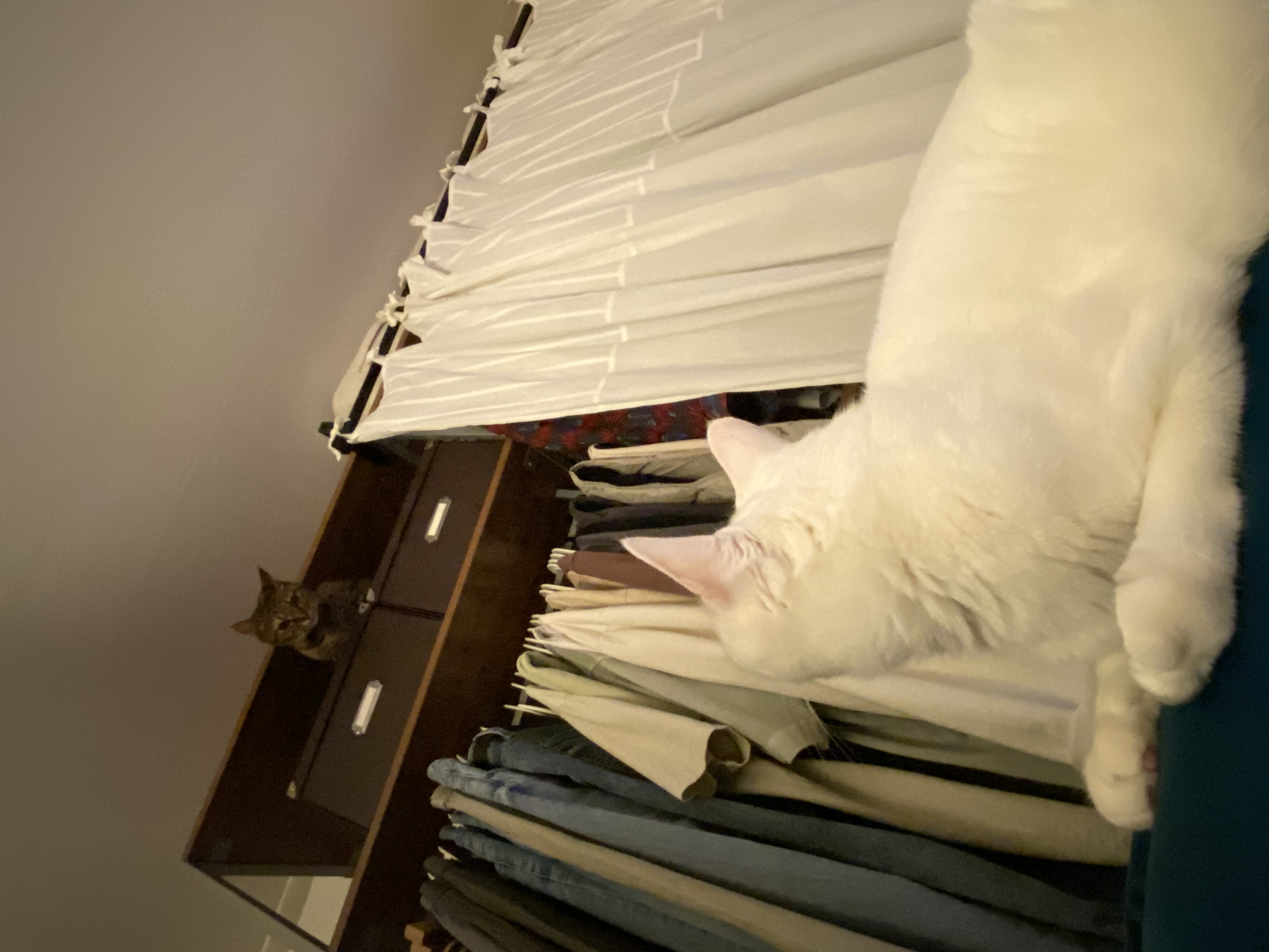 구름이 다람이 일상