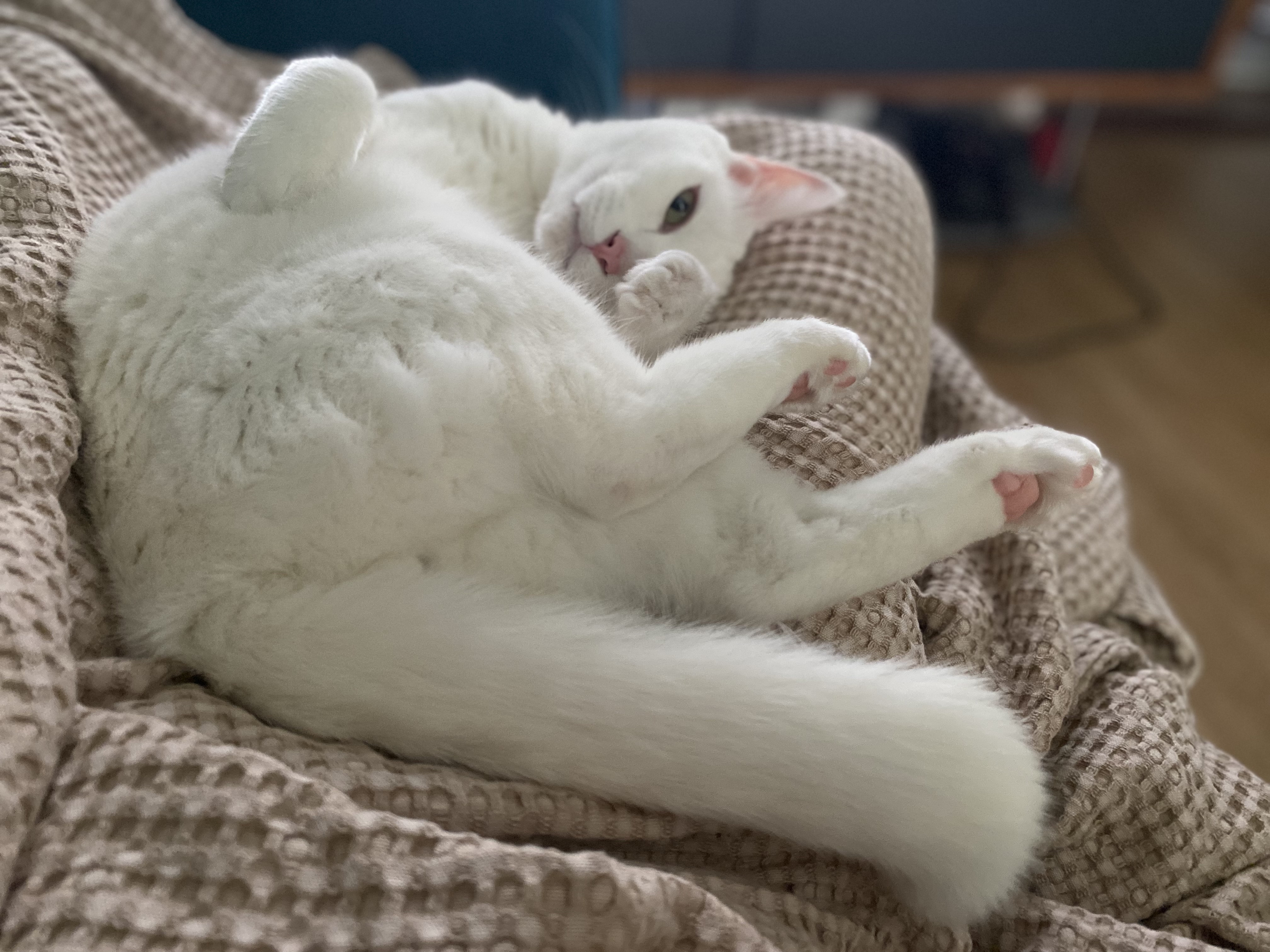 구름이 다람이 일상