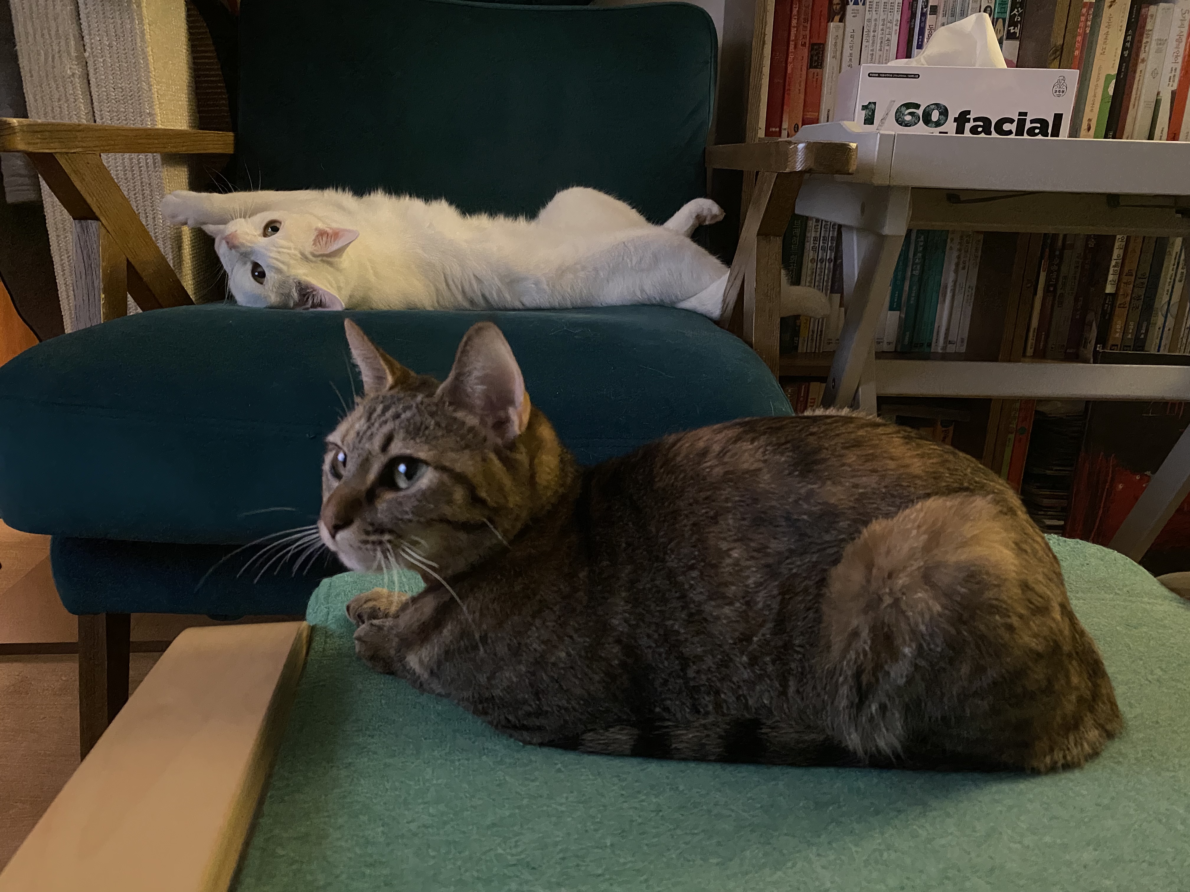 구름이 다람이 일상